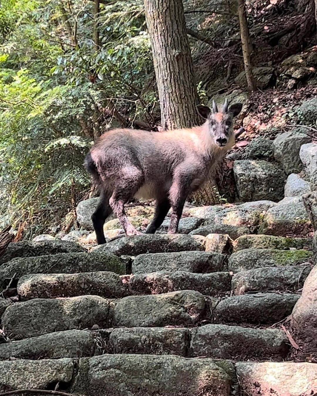 湯の山温泉 寿亭|Ryokan KOTOBUKITEIさんのインスタグラム写真 - (湯の山温泉 寿亭|Ryokan KOTOBUKITEIInstagram)「カモシカが出没しました！  目撃情報を聞いて 近くで見ることができました☺️🌱  おとなしい性格との事ですが もし、目撃された場合は 驚かすことはせずそっと離れたほうがいいそうです☺︎  #旅館寿亭 #寿亭 #湯の山温泉 #カモシカ #三重旅館 #三重旅行」8月23日 9時33分 - kotobukitei_ryokan