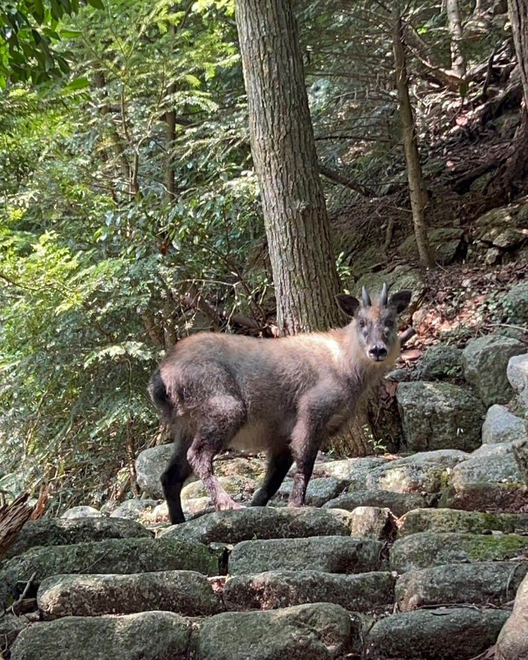 湯の山温泉 寿亭|Ryokan KOTOBUKITEIさんのインスタグラム写真 - (湯の山温泉 寿亭|Ryokan KOTOBUKITEIInstagram)「カモシカが出没しました！  目撃情報を聞いて 近くで見ることができました☺️🌱  おとなしい性格との事ですが もし、目撃された場合は 驚かすことはせずそっと離れたほうがいいそうです☺︎  #旅館寿亭 #寿亭 #湯の山温泉 #カモシカ #三重旅館 #三重旅行」8月23日 9時33分 - kotobukitei_ryokan