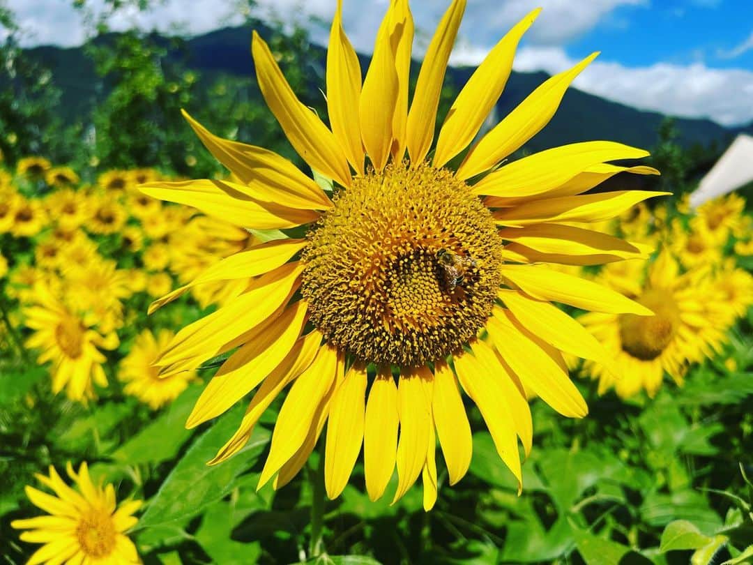 篠原信一のインスタグラム：「今日もいい天気☀️ 水分補給を🚰 #ひまわり #水分補給  #いい天気」