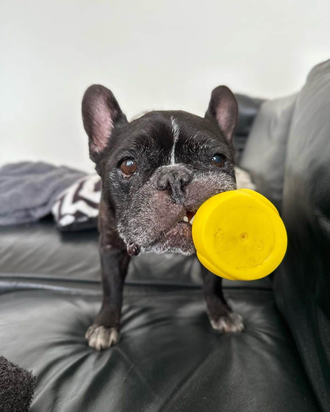 Turbo_dad フレブルのターボさんのインスタグラム写真 - (Turbo_dad フレブルのターボInstagram)「今朝も元気  #frenchbulldog #frenchie #frebull #frenchiesofinstagram #frenchiegram #frenchie1 #frenchbulldoglife #フレンチブルドッグ #フレブル #buhi #ブヒ #フレブルのいる生活 #フレブルのいる暮らし」8月23日 10時27分 - turbo_dad