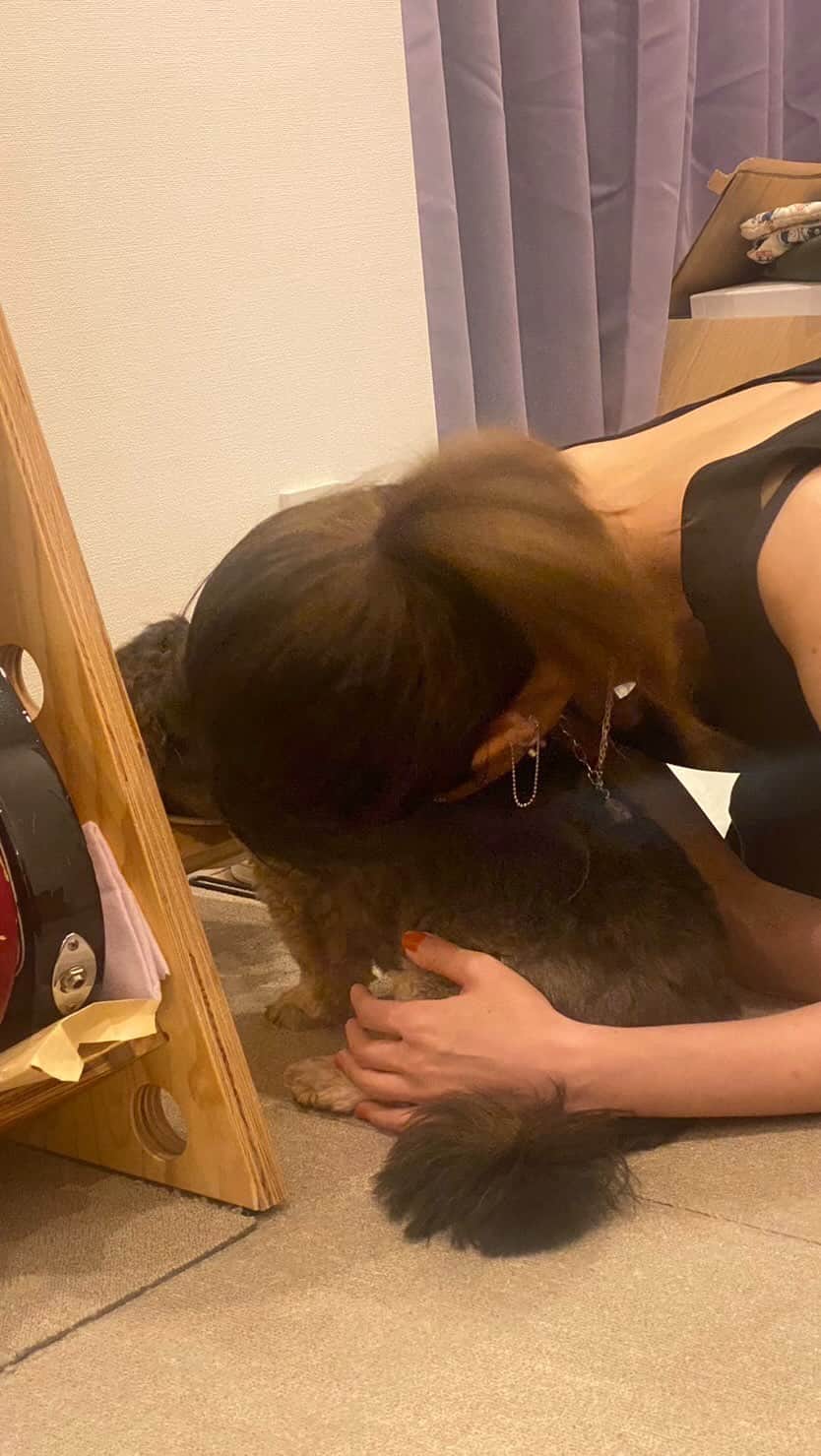 中嶋イッキュウのインスタグラム：「犬が出てくる動画  #犬のいる生活 #雑種 #ミックス犬 #dogs #犬 #ペット #シーズー #ダックス #プードル #マルチーズ #保護犬 #rescueddog #上出来 #うちの子が可愛すぎる」