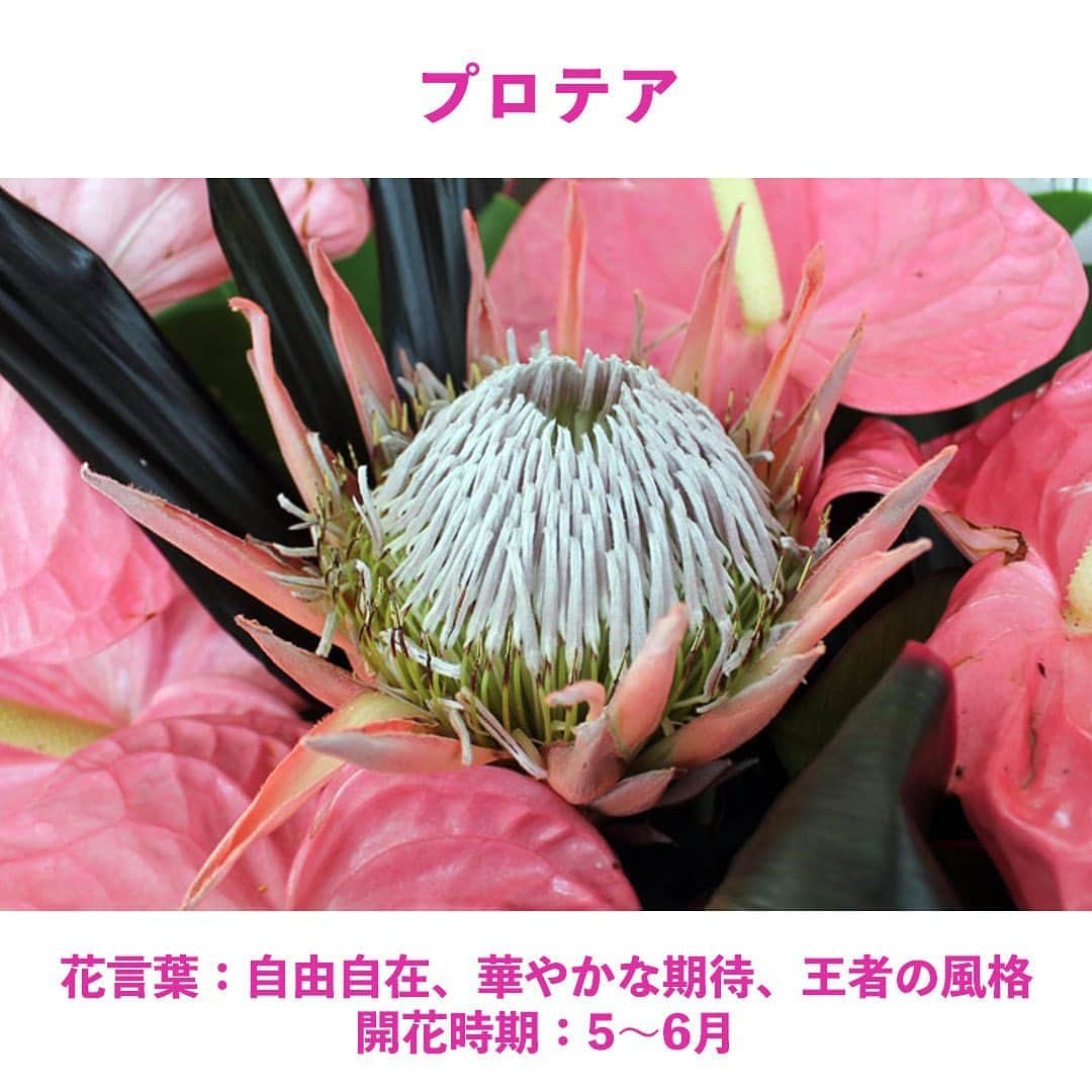 Aloha Street アロハストリートさんのインスタグラム写真 - (Aloha Street アロハストリートInstagram)「＼ハワイに咲くトロピカルな花や植物19選 ／  甘い香りを放つプルメリアや華やかな色合いが魅力のハイビスカスなど、南国ハワイではカラフルで可憐な花や植物も多種多様。今回は、ハワイの街中でも見かけることが多いハワイの花や植物をご紹介！次回のハワイ滞在でハワイらしい花や植物などにも注目してみてくださいね。  詳細は以下、もしくはプロフィール欄のURLからどうぞ💁‍♀️ https://www.aloha-street.com/go/instagram/48460  #ハワイ#ハワイ好き#ハワイ好きな人と繋がりたい #アロハストリート#ハワイの花#花言葉#hawaii#hawaiistagram #instagood#alohastreet」8月23日 11時06分 - alohastreetcom_hawaii