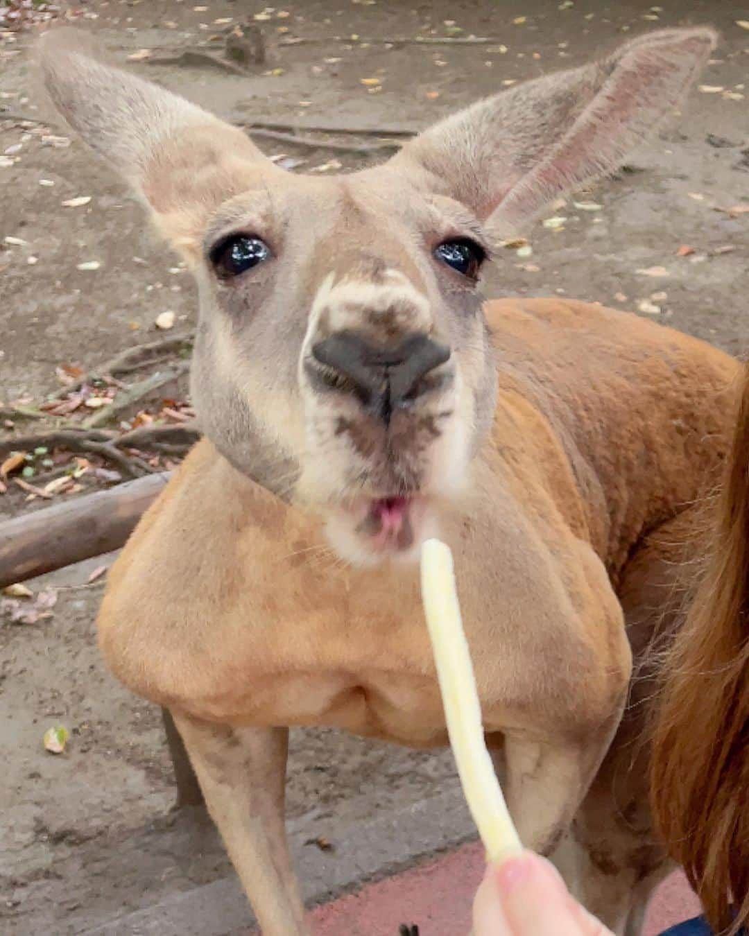 小澤しぇいんさんのインスタグラム写真 - (小澤しぇいんInstagram)「可愛い動物達と触れ合ったよ🦘💕 大好きな動物達にとっても癒された♡  みんなはなんの動物が好き?🐘🦒🐄🐅🦙🐪  最後はおざわがモルモットに噛まれそうになってビビってる写真😂  #大分県 #大分県観光 #大分県宇佐市 #アフリカンサファリ #動物」8月23日 12時11分 - 1217_shane