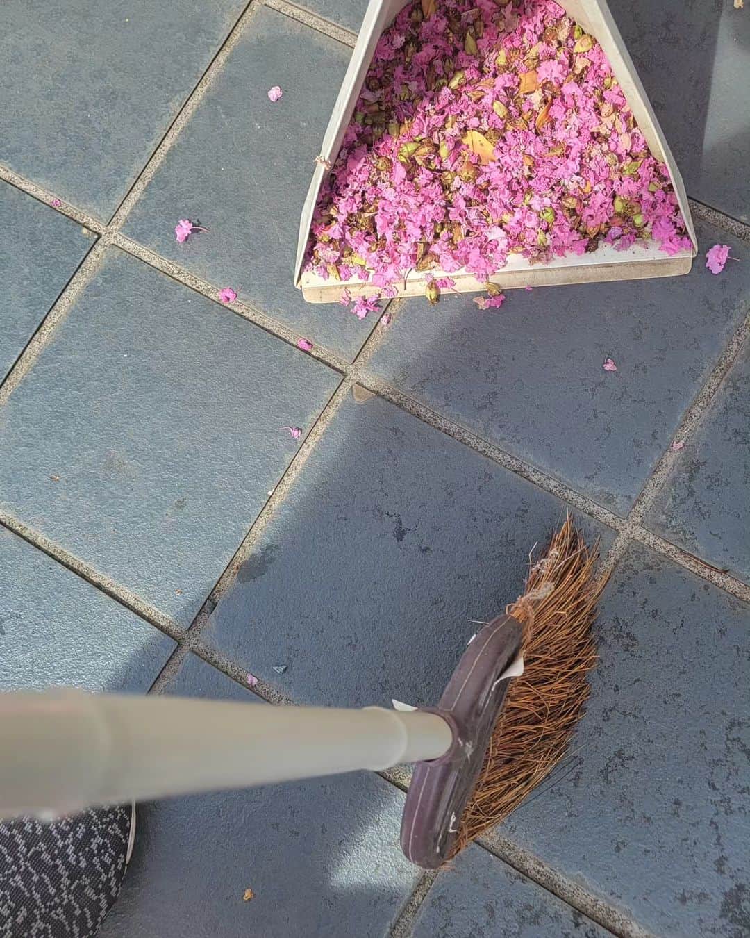 音無美紀子さんのインスタグラム写真 - (音無美紀子Instagram)「百日紅の花もそろそろ終わる頃になると、蕾も花弁が落ちる落ちる！ 毎朝歩道にびっちり散っているので、掃除するんだけど、掃いてるそばから散ってくる。 朝の日課。 汗だく、、 と、そこへ宅急便が！ 伊万里のでんでん農園さんの白茄子が届きました。 真っ白、美しい肌だわ！ 東北地方、北海道も猛暑のようですね、 いつまで続くのやら！ 皆さん、熱中症にはお気をつけてね。  #百日紅 #白茄子 #でんでん農園」8月23日 12時59分 - mikikootonashi