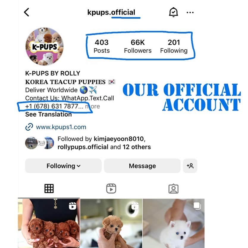 Rolly Pups INCさんのインスタグラム写真 - (Rolly Pups INCInstagram)「WARNING!  There has been a report of scammers using a very similar account name to ours to scam people. Please make sure to only use contact information from our verified contact list from the website!  +1-678-631-7877  This is the only number we use. We do not ask you to pay through cashapp or wire. Only credit card through our website.」8月23日 13時14分 - kpups.official