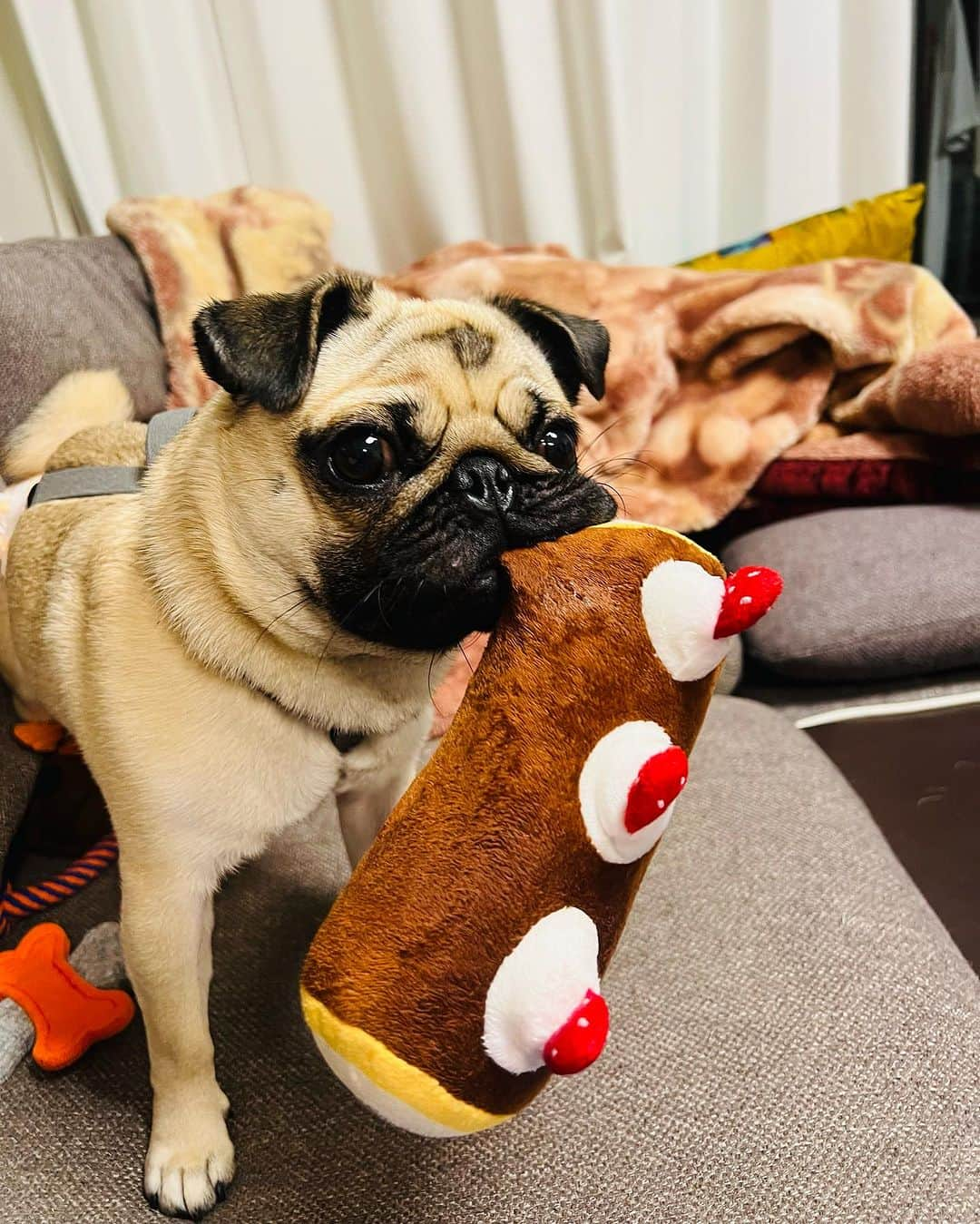 やついいちろうさんのインスタグラム写真 - (やついいちろうInstagram)「今日のこはだと私  誕生日ケーキ  #pug #pugs #puglife #puglove #パグ #パグスタグラム #うちの犬がおじいちゃんになっちゃった」8月23日 14時11分 - yatsuiichiro