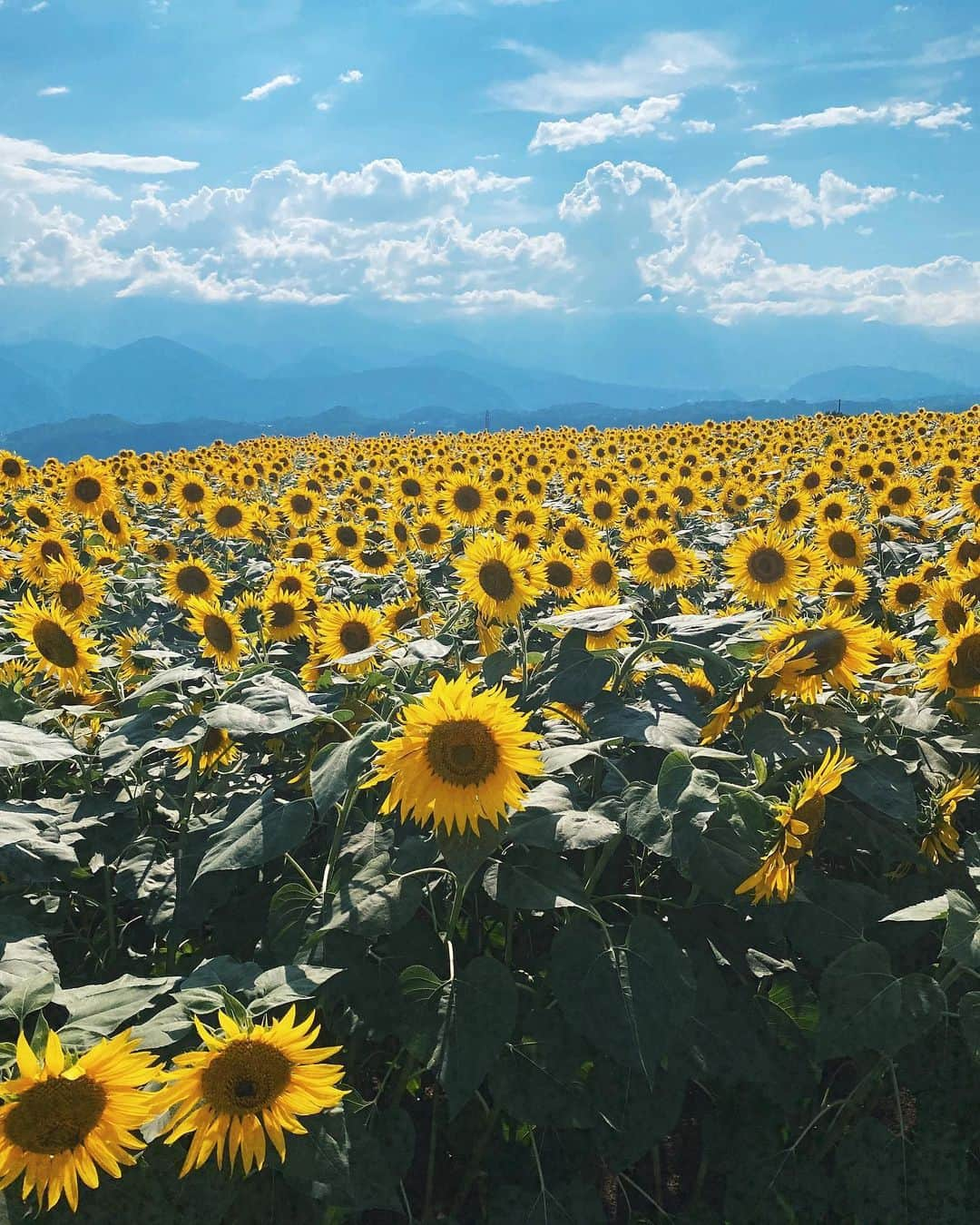 加藤桃子のインスタグラム：「🌻  #sunflower  #sunflowerfield  #ひまわり #ひまわり畑」