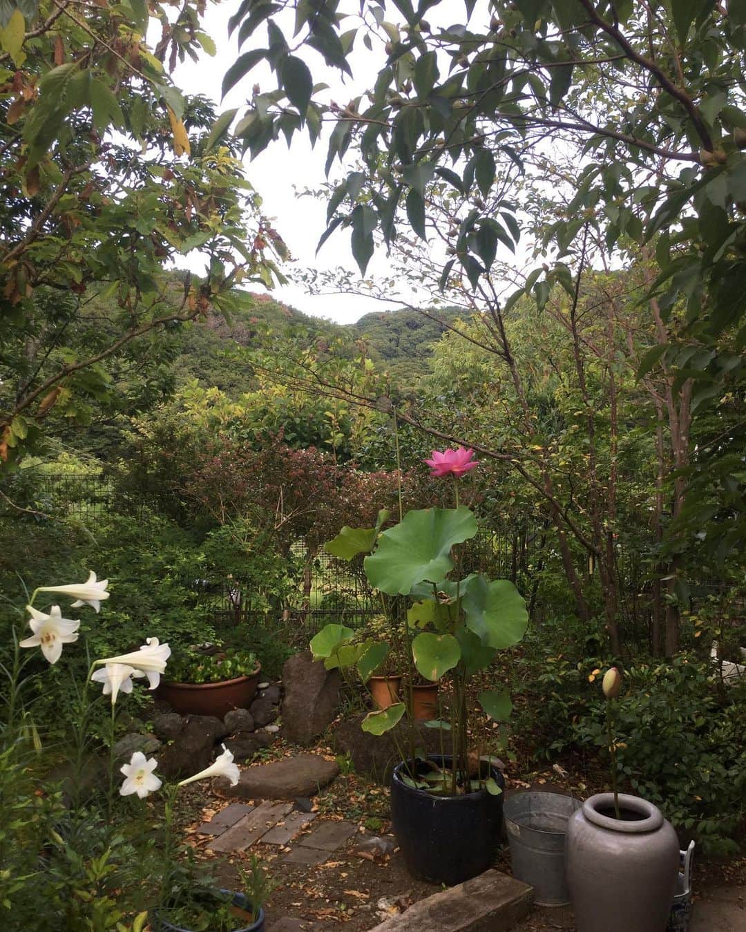 ヒロミチナカノさんのインスタグラム写真 - (ヒロミチナカノInstagram)「2019年の同じ時期の私の庭..何か今の時期からずれている様な気もする..不思議な気もする。　#2019年」8月23日 15時10分 - hiromichinakano_official