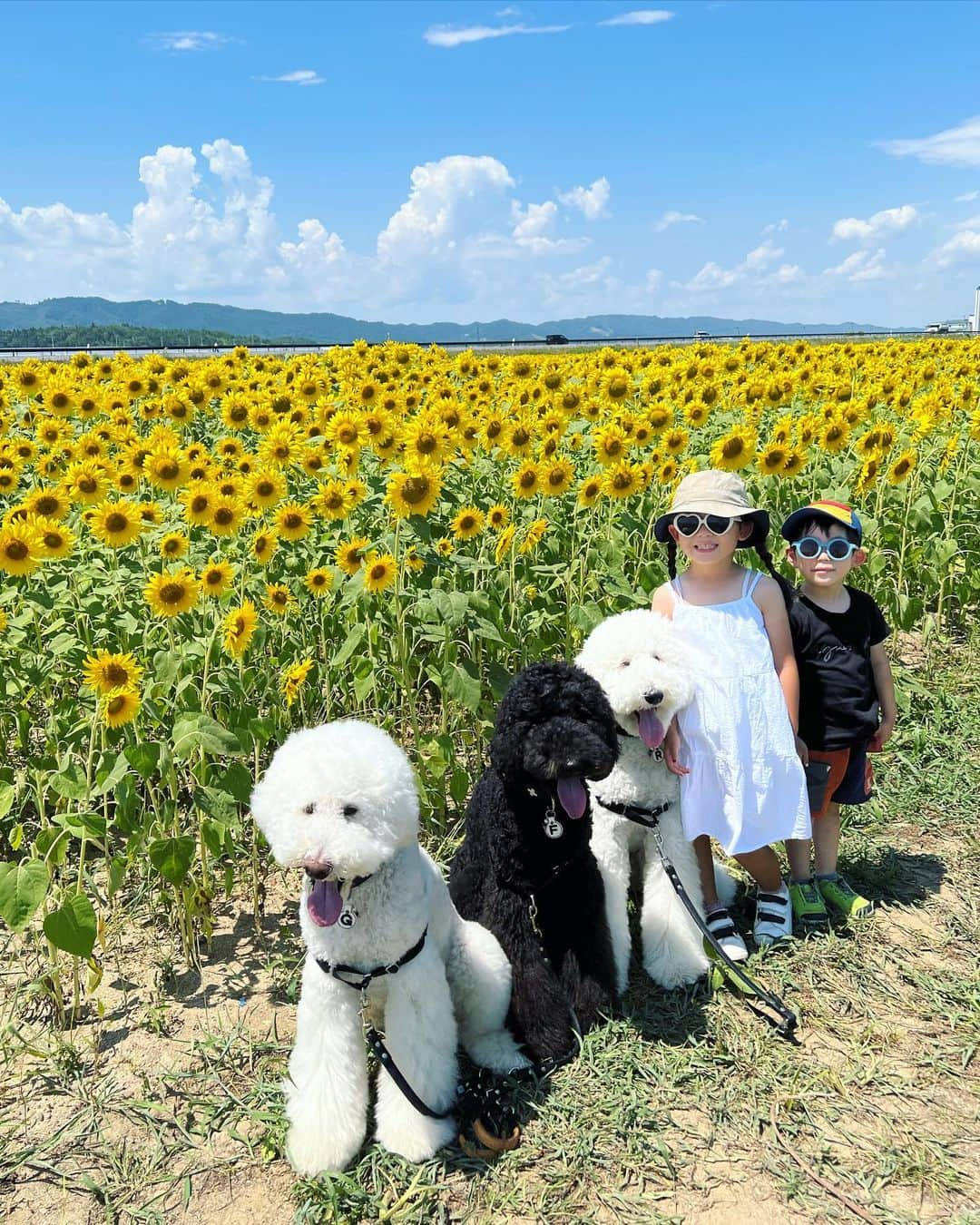 たまねぎのインスタグラム：「. . 夏休みの思い出  #standardpoodle #スタンダードプードル #poodle #いぬのいる生活 #大型犬 #犬と暮らす #いぬなしでは生きていけません  #フランソワ王国出身  #大型犬との暮らし #大型犬と子ども #ひまわり畑 #夏休みの思い出」