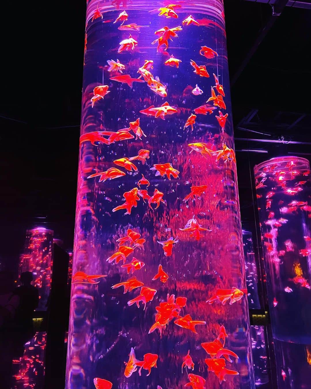 のインスタグラム：「#artaquarium   金魚柱 金魚の呼吸 壱ノ型 「金魚すくいの極意」🐟  #tokyo #japan #fashion #beauty #東京ライフ #金魚 #アートアクアリウム」