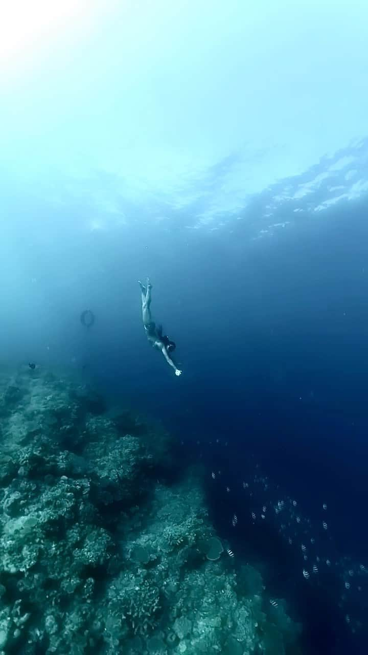 福田朋夏のインスタグラム：「海のそばに暮らすと、潜りたい時にさくっと海に入って冒険できるのが幸せ😌🤍🐠🤍 @i_am_tomomiiii  @gopro @goprojp  #freediving #sea #ocean #beach #diving」