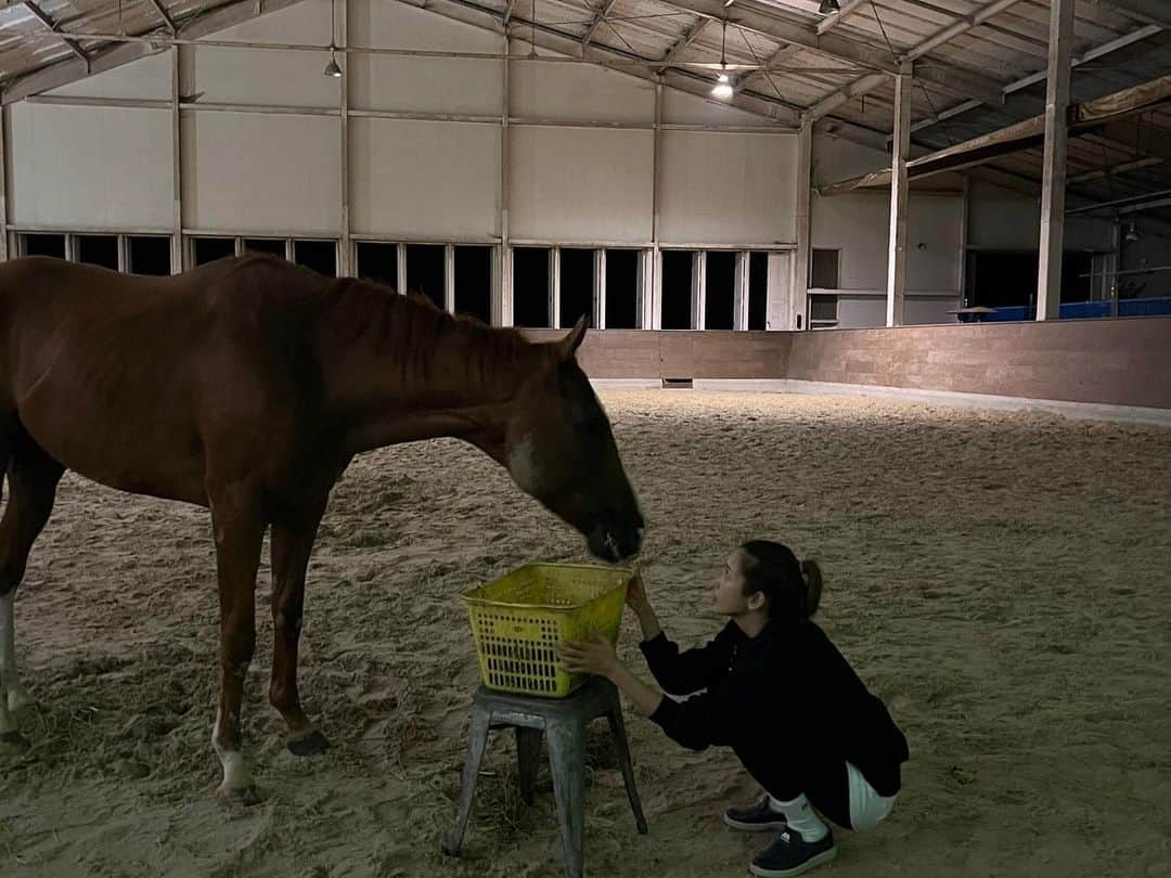 紗栄子さんのインスタグラム写真 - (紗栄子Instagram)「今日、明日 @nasufarmvillage は定休日となっております🐴🌿  そして今日、8月23日はバンブスの命日です🐎🤲🏻🌻  去年の今日は私にとって人生で最も辛い1日となりました。  まさかそんな結末になるとは知らず、前の日から立てなくなったバンブスを、みんなで回復を願いながらサポートをしていて、朝に獣医さんがいらっしゃってからバンブスが天国へ旅立つまでにはそう時間はかかりませんでした。  腰を悪くして真っ直ぐ歩けなり殺処分対象になったバンブスは、厩務員さんからレスキューの連絡があり、2年前にNASU FARM VILLAGEにやってきました。  馬部のみんなとリハビリを頑張りながら順調に回復をしていたバンブスは、外でのお散歩も、なんなら走れることもできるようになってきていて、そんな矢先の出来事で、その夜も私たちはまた立てると信じ、バンブスが諦めてしまわないように、しんみりしないように、馬場に拠点を作ってみんなで明るく夜通しサポートをしていました。  バンブスも何回も立ち上がって倒れてを繰り返し、休み休みでご飯もしっかり食べてくれて、本当によく頑張っていました。  朝になって、獣医さんがやってきて、そう先は長くないこと、このままサポートをし続けた場合に起きるその他の死亡リスク、24時間のサポートが必要とされる状態で通常営業も両立していかなければいけないスタッフの体力...  私がそれを悟るにはそう時間はかかりませんでしたが、そのことを受け入れることがなかなかできず、ただただ涙が止まりませんでした。  獣医さんも、私の性格をよく知ってくださっており、優しく、私がそのことを受け入れられるように、本当に丁寧に、全てのことをゆっくりと伝えてくださいました。  理由がどうであれ、私が初めて安楽死の決定を下した日。  バンブスの命の灯火を私が消した日。  「安楽死」というものは、苦しんだ末に選ぶこともあるかもしれないと、馬の保護活動を始めた時にも、わんこたちを家族に迎え入れた時にももちろん覚悟はしていたことではありますが、まさかまだ生きたいと頑張るお馬さんに、まだ5歳だった若いバンブスに、その決断を下す日が来るとは、全く想像もしていませんでした。  今でもその事実に胸を締め付けられる時が何度もありますが、1年が経った今、やっと少しあの日のことをこうやって振り返り、話せるようになりました。  バンブスはNASU FARM VILLAGEにやってきた時に、YouTube「SAECHANNEL」で紹介したこともあって、たくさんの方に温かく見守っていただき、応援していただいた愛らしい男の子でした。  なので、本当はもっとちゃんとお伝えしなければと思っていたのですが、こんなに時間がかかってしまいました。  @nasufarmvillage は観光牧場として営業しておりますが、保護馬のセカンドライフを築く活動も並行して行っております。 お客様がNASU FARM VILLAGEで購入してくださった商品や飲食物、アクティビティの全てがNASU FARM VILLAGEの保護馬たちの支援に繋がります。  いまいる全てのお馬さんも、人のために働き、働けなくなった途端に人に必要とされなくなったお馬さんたちです。  みんなとっても可愛い子達で、でもそれだけでは生きる権利さえ与えられず殺処分されてしまうかもしれなかった子達です。  そんな危機があった子達でも、それでもいまファームにいる子達はとてもラッキーで、皆さんのサポートを受けながらファームにて安全な環境のもとたくさんの愛情に触れながら天寿を全うすることができますが、競走馬として生産された馬の8割にものぼる馬達が「行方不明者」というかたちで、活躍できないと判断されたとたんに殺処分され、ドッグフードや食用の馬肉となります。  いま、ファームでは馬部のスタッフも減ったこともあり、いま居る18頭のお馬さんを守るのに必死な状況ではありますが、今後正式に馬部の求人も始めて、同じ志を持つ仲間たちと共に既にいま居る馬達の生活を守りながらも、バンブスのような行き場のなくなった馬達を1頭でも多く受け入れられるように、より一層頑張っていきたいと思っております🤲🏻  皆様引き続きNASU FARM VILLAGEをよろしくお願い致します😌🤲🏻🐎🌿  人と動物と自然のそれぞれがそれぞれを支え合い、補い合っている愛の循環を感じる場所。  その優しい世界がリアルに広がるNASU FARM VILLAGEが私は大好きです🐎🌏👫👬🌿🤲🏻✨」8月23日 18時06分 - saekoofficial