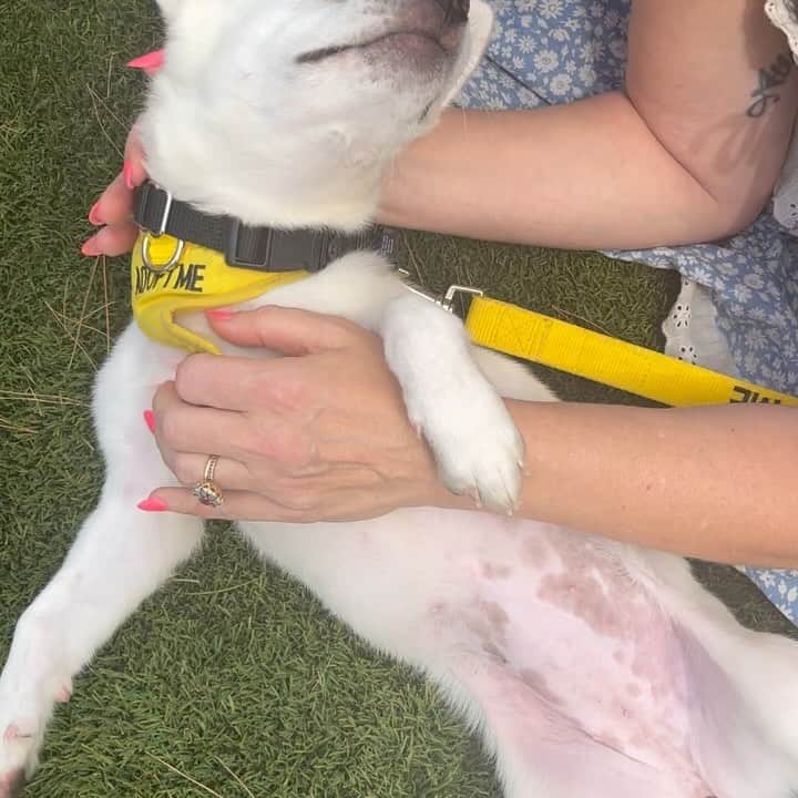 アマンダ・デ・カディネットのインスタグラム：「I already have 2 rescues from the incredible @dove_project and tried to adopt Ichi ( here with her brother ) but my dogs weren’t accepting of this puppy. If anyone is interested in adopting the sweetest girl or boy, who came from the meat trade in Korea, pls consider these pups . And if you adopt and live in LA, I’ll be asking you for Jindo pup playdates. Just ask @kaipothejindo who we made friends with . #AdoptDontShop #doveproject」