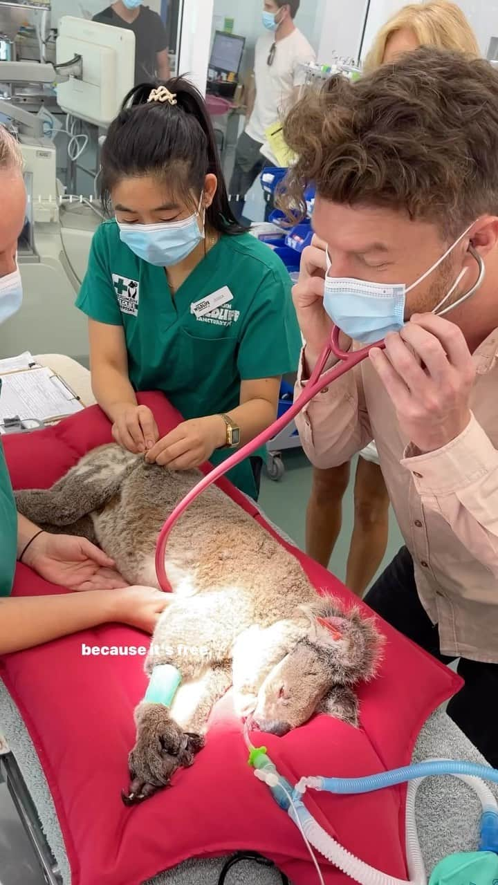 アラン・ディクソンのインスタグラム：「Giveaway🎉 26TH AUGUST 2023- Win Hospital Open Day + Park Tickets! 🎊  You can win 4 tickets to Currumbin Wildlife Hospital Open Day! Which includes Currumbin Sanctuary Tickets 🐨  STEP 1) Make sure you’re following @currumbinsanctuary @currumbinwildlifehospital   STEP 2) Tag the people in the comments that you’d love to share this prize with!   Competition entry closes in 24 hours (Thursday 24th August 2023 at 7:30pm AEST and winners will be contacted via direct message)  The 4 x General Admission + Hospital Open Day 23 tickets are valued at $140. If you can’t make it this weekend, the tickets are valid until 2025 year end.  Please note this prize does not include flights, transfers or accommodation.   For information regarding your visit please head to our website currumbinsanctuary.com.au   *Note the open day is on 26th of August 2023, not 26th September as labelled in the video  if you’re reading this and the competition is already over, fear not! You can still visit the website and book tickets.  #currumbinwildlifehospital #currumbinsanctuary #currumbinwildlifesanctuary」