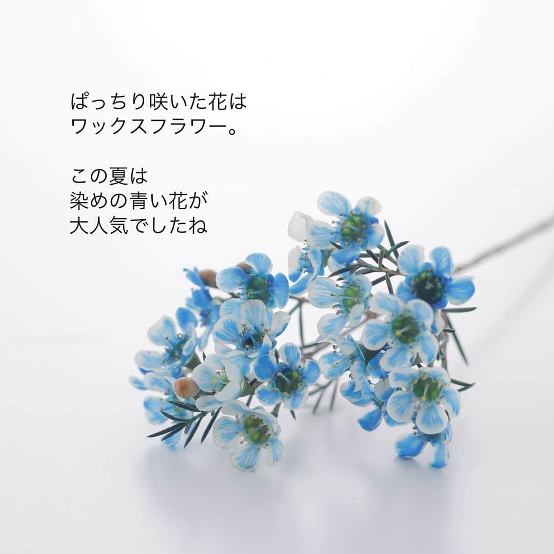 雑誌『花時間』さんのインスタグラム写真 - (雑誌『花時間』Instagram)「青い花、飾っていますか？  花時間（@hanajikan_magazine）です。  二十四節気も処暑を迎えましたのに、今日も暑ーい１日でしたね💦  まだまだ青い花の助けが必要…。  先日、秋号の表紙の撮影で訪ねたお花屋さんで伺いましたが、この夏は、青い染めの花が飛ぶように売れたそうです😱  かわいく飾るなら、ワックスフラワーです！  こんなふうに、白や薄紫のお花と合わせてみて。  白いお花は、ワックスフラワーとレースフラワー。  薄紫よお花はスターチスです。  暑さにも強い頑張り屋さんたち💪  お花を買うときの参考にしてくださいね🎵  私の実家がある新潟では、猛暑続きで田畑が干上がっているそう。恵みのやさしい雨が降りますように。  では、本日もお疲れさまでした。明日も元気smile😊😊😊で頑張りましょう！ byピーターパン  花　@kaliang_flowershop  写真　@tanabe32   【花時間ニュース】 💜『花時間』から、花の定期便がスタートしました🥰　世界でここだけのバラと旬花が届く嬉しいサービスです💕  💜『花時間2023春夏』〈春のピンク！夏のブルー！〉大好評発売中！  💜『花と短歌でめぐる 二十四節気 花のこよみ』大好評発売中  すべて @hanajikan_magazine のプロフィールのリンクから飛べます✈️  『花時間』本誌や書籍は全国の書店、ネット書店でも発売中✨  #花時間 #フラワーアレンジ #青い花 #ワックスフラワー #かわいい花  #涼しげ #花が好き #花が好きな人と繋がりたい #花を飾る #花を飾る生活 #花屋さんへ行こう」8月23日 18時50分 - hanajikan_magazine