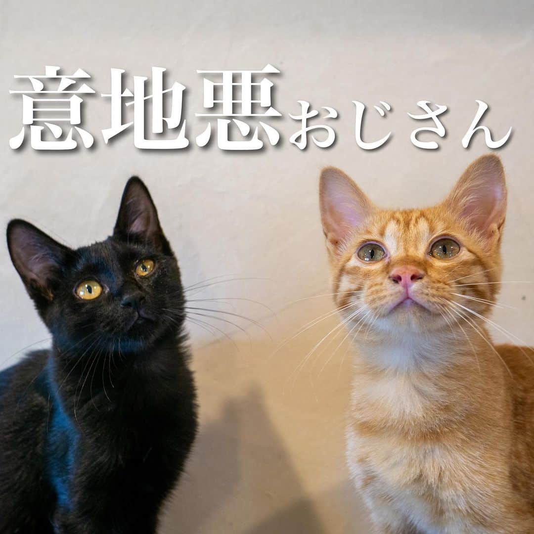 猫カフェきぶん屋さんのインスタグラム写真 - (猫カフェきぶん屋Instagram)「意地悪おじさん  先日、中学の同級生が子供と学校の友達を連れて猫に会いに&うちで昼ごはん食べるの会を開いてくれました。  昔ながらの家に落ち着いたのか畳の部屋でゴロゴロしたり猫と遊んだり楽しそうに過ごしていました。 お昼ご飯の時に子供達にベジニャンカレーを提供。 みんなとりあえず口に合うか分からないから味見してから食べてねということで子供6人全員に食べてもらったのですがみんな美味しいとのこと。  バクバク食べた後に、「ピーマン食べれる？」と僕が聞くと大体みんな嫌いというんです。 僕も小学生の頃苦くて食べれない野菜でした。 「実はこのカレー、ピーマンとかしいたけとか入ってんねんで」と伝えると驚いてました。 なんて意地悪なおじさん。  週に一度でも肉を食べない日をつくる人が増えればいいなと思って開発したカレーですが、思わぬ副作用が２つ。 ・お母さんがたまに楽できる ・好き嫌いを克服するきっかけに  原点にして頂点。 一番初めに開発した商品ですがこの味を引き当てた僕の運の良さよ。 まだまだまだまだ広げて目指せ1000万食アパ社長カレー超え。 まだ食べてない人はぜひ🙌  うちの家もこんな感じで一緒にご飯を食べよう的な軽いノリのイベントをしたい人にもうまく使ってほしいのでいろいろやっていきましょう😊  🙏皆様にお願い🙏  いいねだけでなく、右下の保存ボタンを押してもらえると嬉しいです。  すごい勢いでフォロワーさんが増えて、情報が届けやすくなります。  ベジニャンシリーズ食べて応援してください🍛🍜🍝 https://kenkoshukan.stores.jp/  リラポ申請で10%還元中‼︎  https://relapo.jp/products/shop/kaetemiyou  プロフィールのハイライトから進めます‼️   お店のご来店は完全予約制にしておりますのでメッセージかお電話ください😊 兵庫県宝塚市、阪急小林駅より徒歩6分   #猫　#ねこ　#ネコ　#保護猫　#猫動画 #保護猫と暮らす　#保護猫を家族に　#ねこのいる生活　#ねこのいる幸せ　#ねこちゃんホンポ　#ねこすたぐらむ　#にゃんすたぐらむ」8月23日 19時16分 - nekocafekibunya