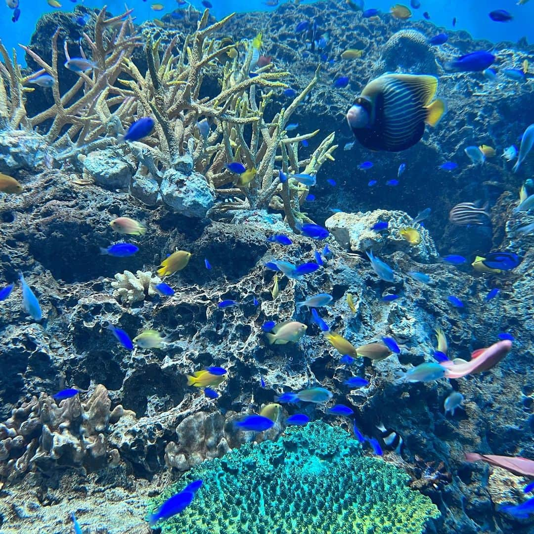 武藤乃子のインスタグラム：「🐠 水族館。  #水族館 #ノン加工  #夏休み」