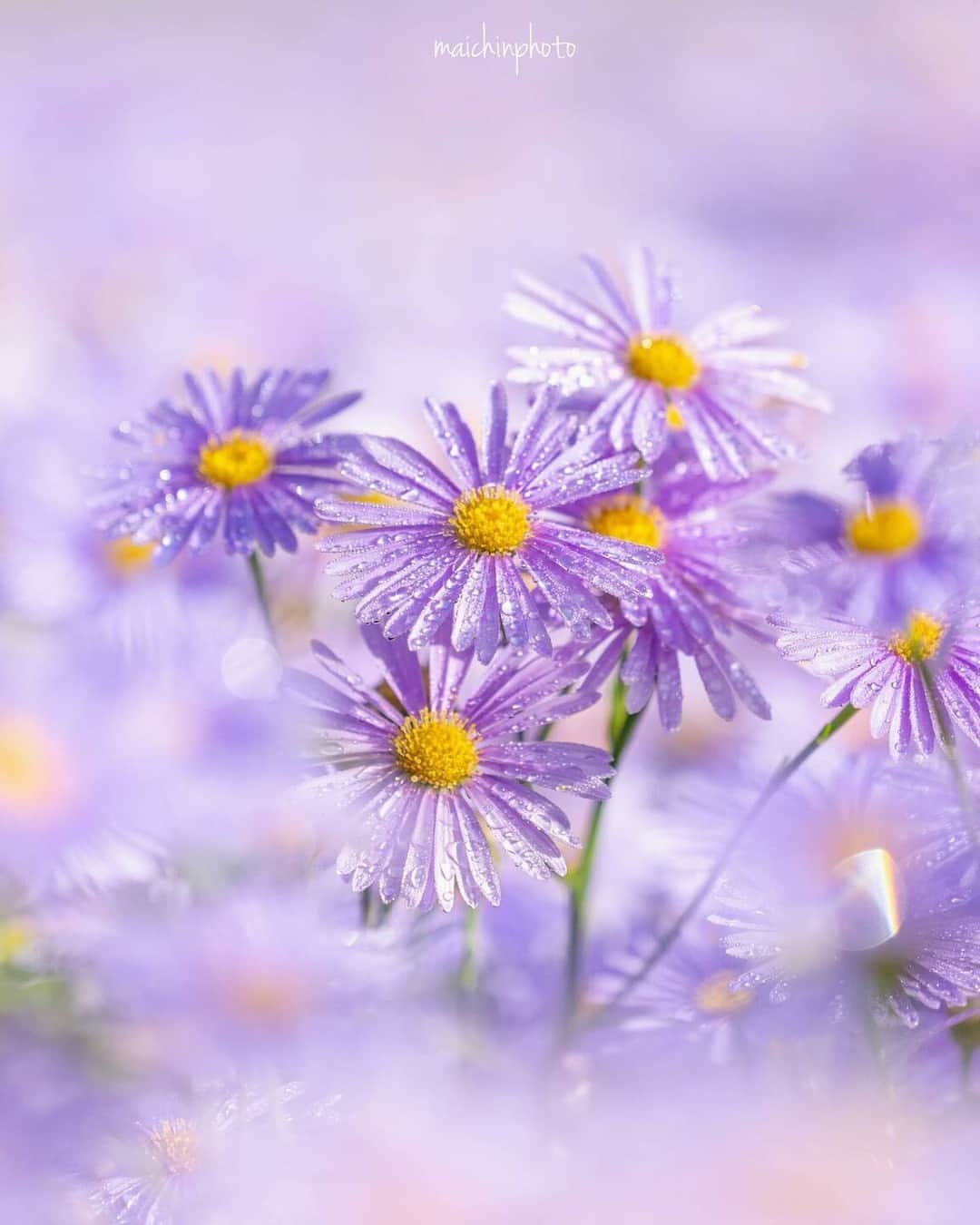 花の写真館のインスタグラム：「Photo by @maichin_lucky. https://instagram.com/maichin_lucky/ . Original Post[投稿いただいたURL] https://www.instagram.com/p/Cvj6rD7P4oR/ . 本アカウントは、 #私の花の写真 をつけてInstagramに投稿された皆さまの花の写真や、「花の写真館」Facebookページで投稿された花の写真を紹介します。 「花の写真館」Facebookページは、「 @floral.photograph 」のプロフィールにあるURLからご覧ください。 . ※各種法令、マナー、関係者の指示に従った撮影をお願いします。 *Please ensure that your photography adheres to all relevant laws, etiquette, and instructions issued by authorized persons. ※本アカウントは東京カメラ部がFacebook、Instagramのサービスを利用して運営しているもので、Meta社・Instagramとは一切関係ありません。 . #花の写真館 #floralphotograph #floralphoto #flower #flowers Follow: @floral.photograph」
