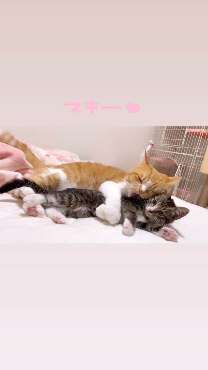 紗々木りんのインスタグラム：「🐈‍⬛🩷🍼  くーちゃん、Julianのこと溺愛してる🩷  両手でホールドして バックハグして毛ずくろい☁️🤍  かわいすぎてたまらん♡♡♡♡♡♡  ジュリが離れたあとのくーちゃんの表情が なんとも言えなくて愛おしい🥹🩵  ×××  #cat #catsofinstagram #catstagram  #catlife #catlover #cats_of_instagram  #ねこ #ねこすたぐらむ #ねこのいる生活  #ねこ部 #猫 #猫好き #猫好きさんと繋がりたい  #保護猫 #保護猫出身 #保護猫から家族」