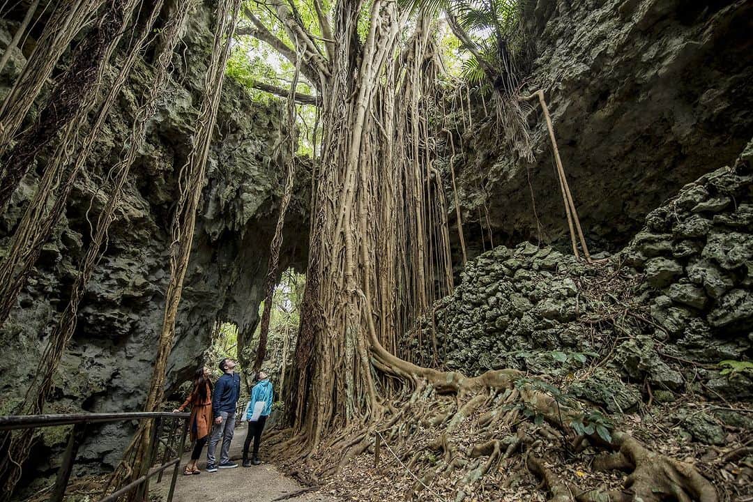 Be.okinawaさんのインスタグラム写真 - (Be.okinawaInstagram)「Explore the stunning Valley of Gangala, a historic valley formed by the collapsing of a limestone cave light years ago🤩   Traces of ancient people who lived more than 20,000 years ago have been discovered, and ongoing excavation research is still being carried out in the valley! Make advanced reservations to join a tour to get to know the wonders✨ of the valley and feel the never-ending flow of time as you walk through the ancient grounds. You'll also have exclusive access to the Cave Cafe, reserved only for tour participants!   *Guided tours are available only in Japanese   #japan #okinawa #visitokinawa #okinawajapan #discoverjapan #japantravel #okinawanature #nature #natureokinawa #limestonecave #explorenature #okinawavalley」8月23日 20時00分 - visitokinawajapan