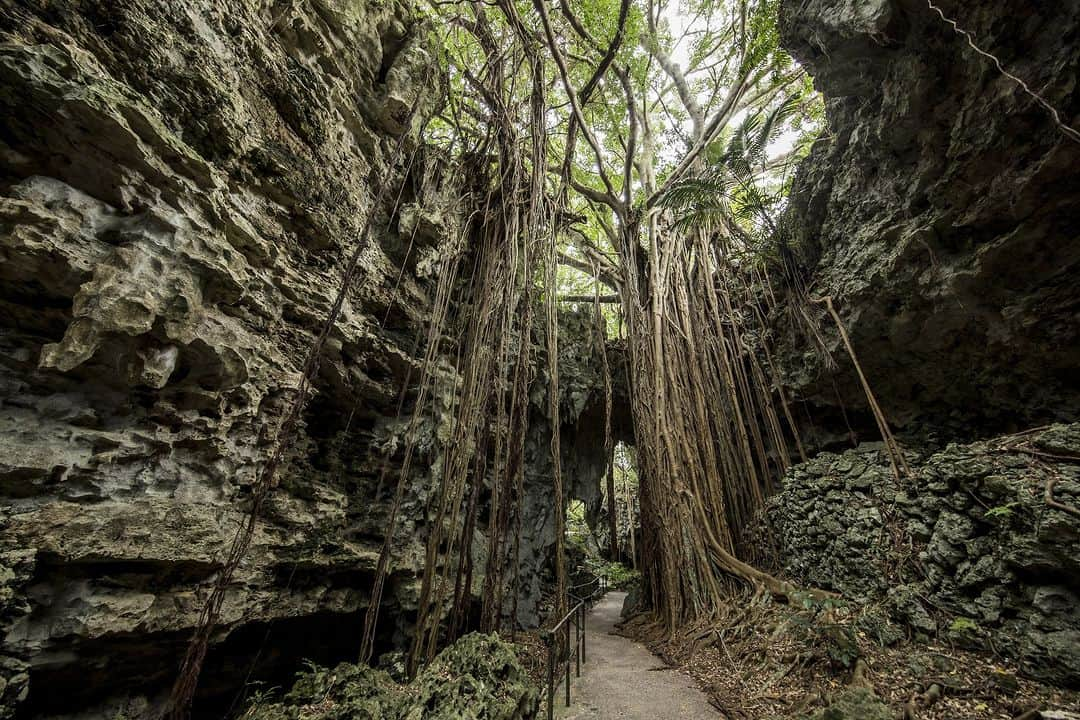 Be.okinawaさんのインスタグラム写真 - (Be.okinawaInstagram)「Explore the stunning Valley of Gangala, a historic valley formed by the collapsing of a limestone cave light years ago🤩   Traces of ancient people who lived more than 20,000 years ago have been discovered, and ongoing excavation research is still being carried out in the valley! Make advanced reservations to join a tour to get to know the wonders✨ of the valley and feel the never-ending flow of time as you walk through the ancient grounds. You'll also have exclusive access to the Cave Cafe, reserved only for tour participants!   *Guided tours are available only in Japanese   #japan #okinawa #visitokinawa #okinawajapan #discoverjapan #japantravel #okinawanature #nature #natureokinawa #limestonecave #explorenature #okinawavalley」8月23日 20時00分 - visitokinawajapan