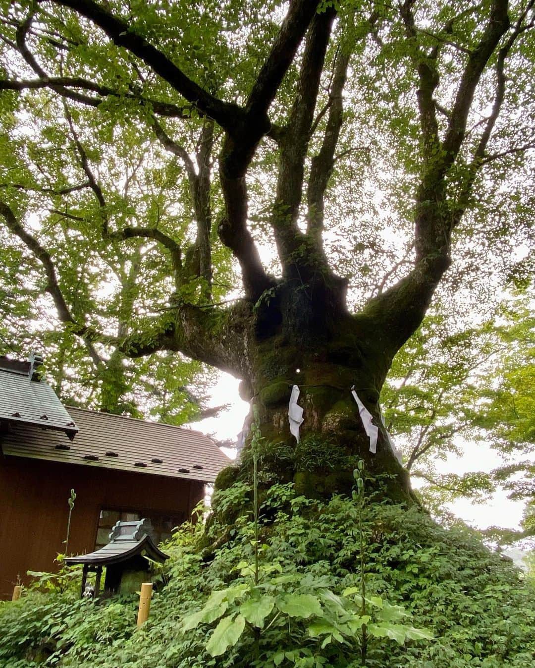 朝倉真弓さんのインスタグラム写真 - (朝倉真弓Instagram)「【横手山から軽井沢へ】  涼しいを通り越して寒かった😆  　 印象年齢マイナス10歳 《美姿勢＆品格ウォーキング®︎》  インストラクター・朝倉真弓です。  @mayumi_asakura  　 ひたすら温泉を堪能したのち、2日目の朝は横手山へ。  エスカレーターのようなスカイレーターなるものとサマーリフトを乗り継いで、簡単に上がれてしまう標高2307メートル。  山頂はクルクルとお天気が変わり、雲に包まれた瞬間は本当に寒かったです❄️  横手山を後にしたのちは、軽井沢方面へ。  長野県と群馬県にまたがっている熊野皇大神社と熊野神社。  御神木のシナの木がとても立派で、優しい雰囲気でした。  なかなか険しい山を登り、奥宮まで参拝したら汗だくに💦  温度差の大きな1日を過ごしたのち、酷暑が続く首都圏に帰りつきました。  最後の写真は、熊の湯ホテルの硫黄の温泉。  エメラルドグリーンの湯に癒されました♨️    #夏の旅行 #夏休み #横手山 #熊野皇大神社 #軽井沢 #熊の湯ホテル   #品格ウォーキング #美姿勢 #ウォーキング講師 #ウォーキングインストラクター  #ウォーキング #ポージング #グレイヘアモデル #グレイヘア #朝倉真弓」8月23日 20時17分 - mayumi_asakura