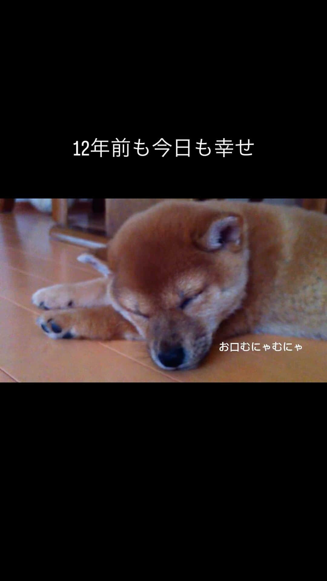 マロたんのインスタグラム：「縦長動画とか主流じゃなかったし😗 #shiba #shibainu #柴犬」