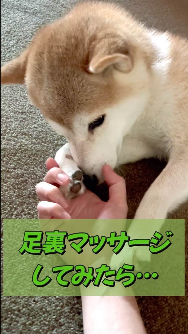 ゆうとろ（柴犬ゆうと猫のとろ）のインスタグラム：「肉球触ったら気持ち良さげだったのでマッサージしてみた。 飼い主の手のひらが幸せでいっぱいでした☺️ 柴犬ゆう  きゅんとしたらコメント欄に『❤️』スタンプでリアクション貰えると嬉しいワンニャン🐶😸💕 　 他の投稿も気になった方は @yuandtoro をチェックしてね☑︎  #柴犬部　#shibastagram  #ゆうとろ甘えん坊シリーズ  #犬と猫どっちも飼ってると毎日楽しい  #shibainstagram」