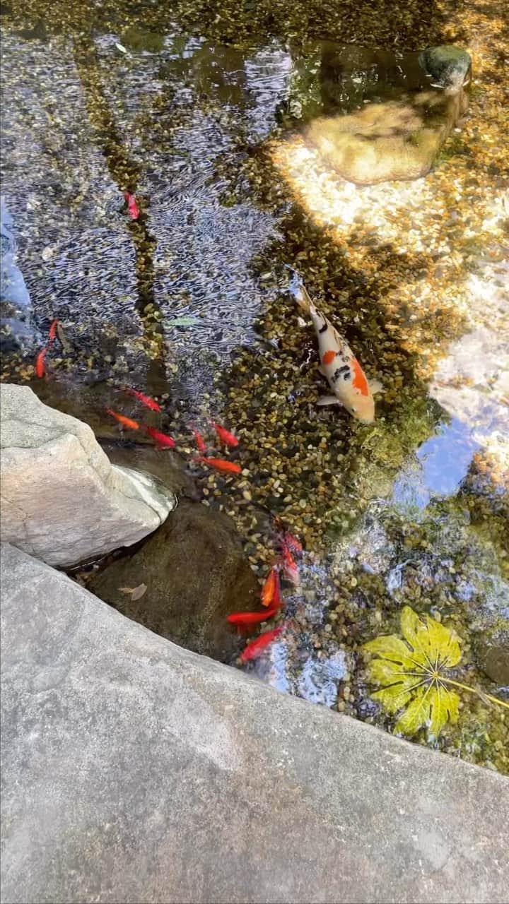 シェンのインスタグラム：「Summer memories🎎🎐🌿」