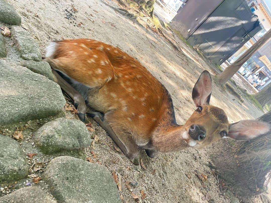 七海のインスタグラム：「ひたすらしかちゃん。  お顔がとても好みでした。  #宮島」