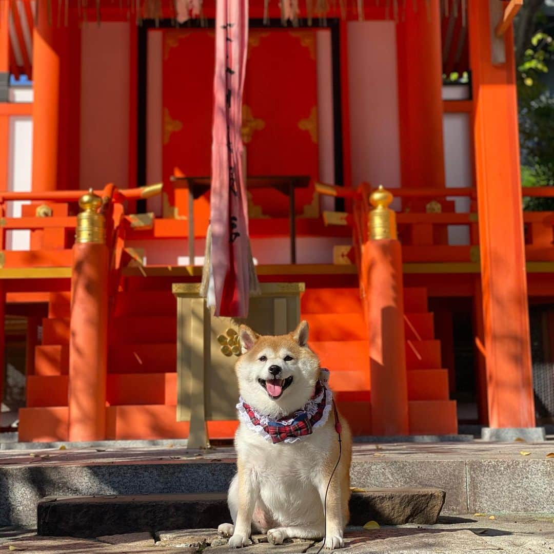 いなりのインスタグラム：「✰ ✰ ✰  2年前にいなちゃんと安井金比羅宮へ行った時。  いなちゃんと今日はトリミングへ行ってすごくいい匂い♡ でも、いなちゃんはやっぱり臭い方がいなちゃんらしいかな。  ✰ ✰ ✰  #神様の前でリラックス #神様の前で足をくずす #神様が良いよって言ったから  #アトピっ子わんこ #柴犬いなり #柴 #しば #しばいぬ #日本犬 #いぬバカ部 #柴犬ライフ #サンデイ #犬 #pecoいぬ部 #shiba #shibainu  #shibadog  #shibarbucks #shibastagram #japanesedog #shibainulifes #多頭飼い」