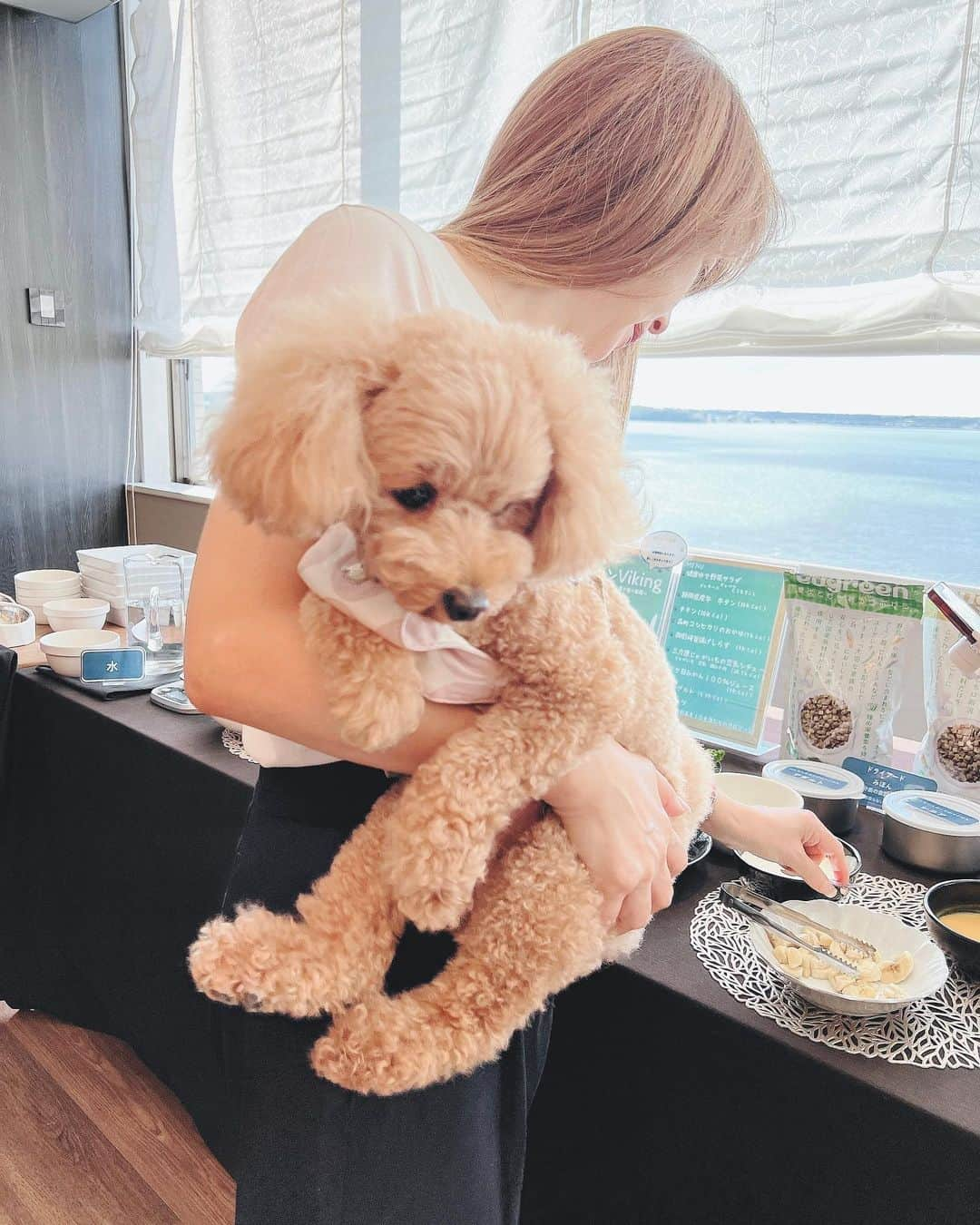 渡辺美奈代さんのインスタグラム写真 - (渡辺美奈代Instagram)「ホテルでの朝食  リルさん ぬいぐるみ🧸のよう  #ぬいぐるみ  #可愛い  #トイプードル  #トイプードル女の子  #わんちゃんと泊まれるホテル  #浜名湖」8月23日 21時29分 - watanabe_minayo