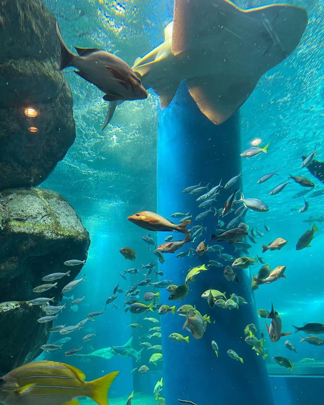 逢月あかりさんのインスタグラム写真 - (逢月あかりInstagram)「連れて行ってあげたかった水族館🐟🐠  イルカショーがすごかった思い出があり✨🐬  娘も歓声をあげて大興奮でした😊✨  髪型は編み込みにしてあげたけど帰りにはいつもボサボサ👧🏻🎀  #子連れお出かけ #アクアパーク品川#水族館#イルカショー #キッズヘアアレンジ #女の子ヘアアレンジ」8月23日 21時37分 - akari.ouzuki