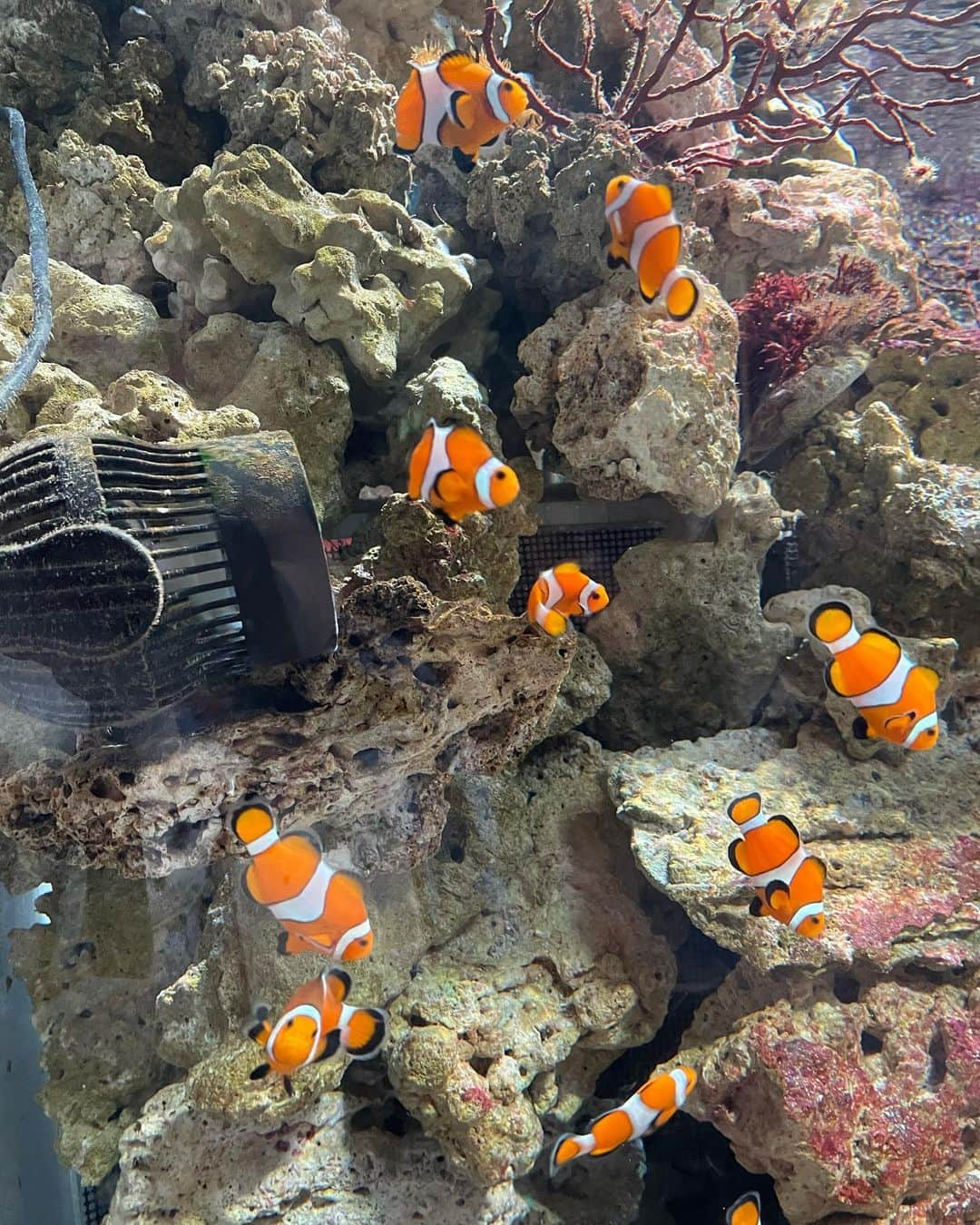 逢月あかりさんのインスタグラム写真 - (逢月あかりInstagram)「連れて行ってあげたかった水族館🐟🐠  イルカショーがすごかった思い出があり✨🐬  娘も歓声をあげて大興奮でした😊✨  髪型は編み込みにしてあげたけど帰りにはいつもボサボサ👧🏻🎀  #子連れお出かけ #アクアパーク品川#水族館#イルカショー #キッズヘアアレンジ #女の子ヘアアレンジ」8月23日 21時37分 - akari.ouzuki