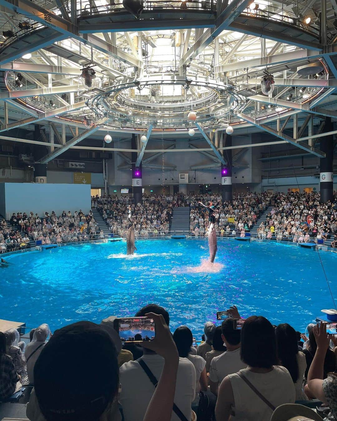 逢月あかりさんのインスタグラム写真 - (逢月あかりInstagram)「連れて行ってあげたかった水族館🐟🐠  イルカショーがすごかった思い出があり✨🐬  娘も歓声をあげて大興奮でした😊✨  髪型は編み込みにしてあげたけど帰りにはいつもボサボサ👧🏻🎀  #子連れお出かけ #アクアパーク品川#水族館#イルカショー #キッズヘアアレンジ #女の子ヘアアレンジ」8月23日 21時37分 - akari.ouzuki