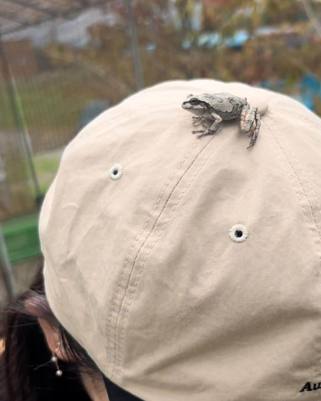 伊藤えみさんのインスタグラム写真 - (伊藤えみInstagram)「この夏のベストバイはこの帽子かもしれない。陸上の昆虫だけじゃなく両生類にも気に入ってもらえたから。  #カエル #生き物大好き」8月23日 21時59分 - itoemi1019