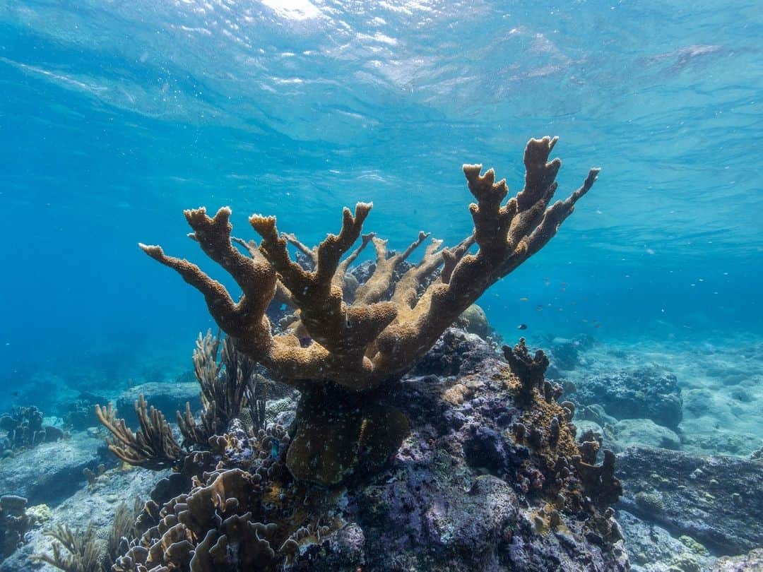 スミソニアン国立動物園さんのインスタグラム写真 - (スミソニアン国立動物園Instagram)「Global game changer for saving coral reefs! Isochoric vitrification, a #cryopreservation technique used in human reproductive medicine, could facilitate rapid preservation of the world's corals, according to Smithsonian scientists Mary Hagedorn and Michael Henley and partners @berkeley_engineering @TAMUengineering @tamumeen. Their new paper detailing the breakthrough was published today in Nature Communications. Use the link in our bio to learn more. This proof-of-concept, funded by @revive_restore_biodiversity and conducted at @himb_soest in Kaneohe Bay, Hawaii, opens the door to collecting and preserving coral fragments easily and rapidly at an urgent moment for coral worldwide.  #Coral #CoralReefs #Oceans #OceanScience #ClimateChange #CoralConservation *** Image description: a photo of an elkhorn coral branching into bright, clear blue waters.」8月23日 22時00分 - smithsonianzoo