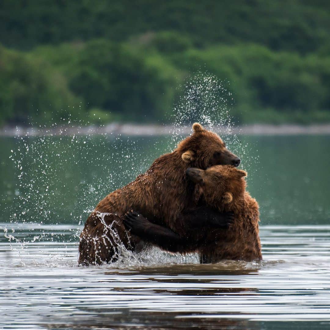 アニマルプラネットさんのインスタグラム写真 - (アニマルプラネットInstagram)「"Say uncle!" 🐻🐻  Two Kamchatka brown #bears playfully wrestle in  Lake Kuril on the Kamchatka Peninsula.  📷: Ignacio Palacios  #Animals #Nature」8月23日 22時00分 - animalplanet