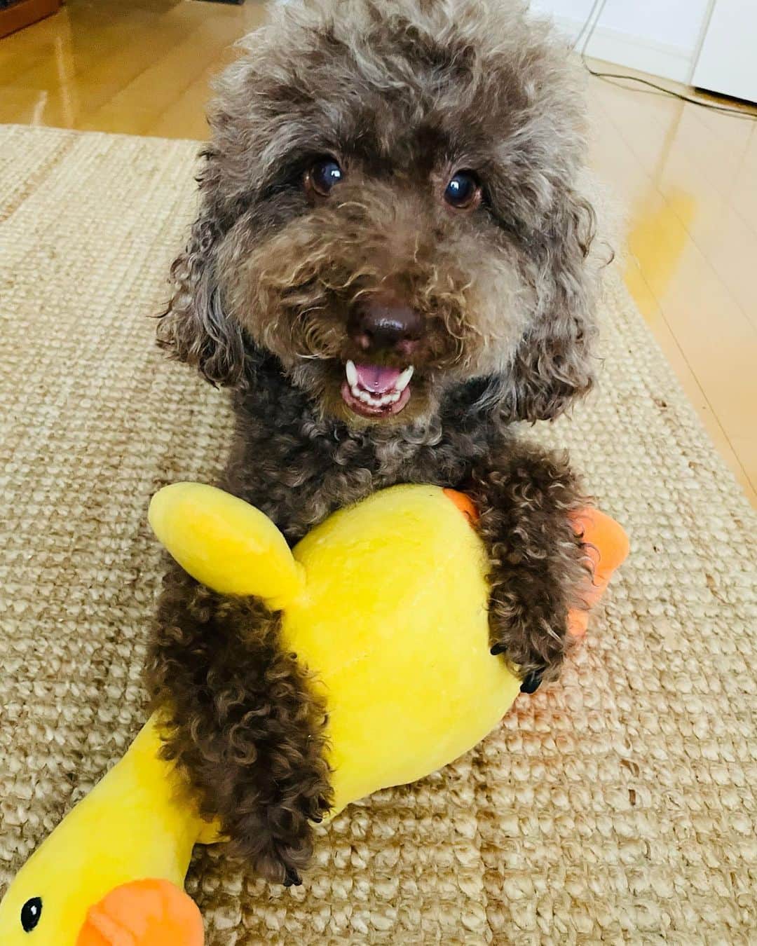 城田純のインスタグラム：「つかまえたよ🐥」