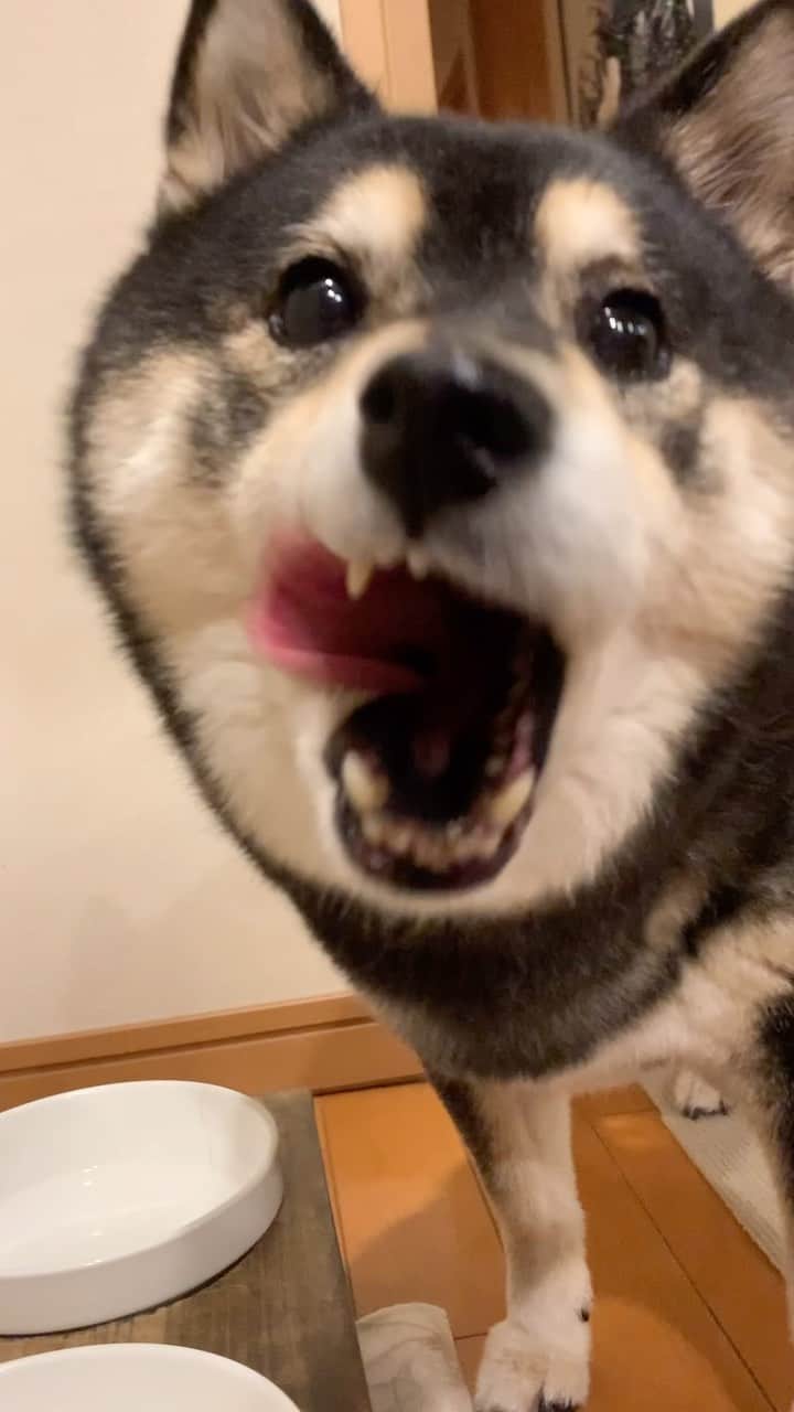 吾子のインスタグラム：「・ ・ 札幌は観測史上最高気温だって🐶💦暑すぎー ・ 北海道はエアコンがない家も多いし小中学校とかもほとんどついてないよ😵💦皆わん体調気をつけてー ・ お散歩は早朝と夜しよう🐶✨ ・ ・ ・ ・ ・ ・ ・ #牛乳🥛大好き #ちゅーるも好き #sapporo  ・ 北海道の柴犬 #柴北会 の皆ワン🐶暑い日は水いっぱい飲もう〜🐶✨ ・ #adorable #instadog#shibainu#dog#柴犬ライフ #instashiba#柴犬マニア #9gag #barked #kuroshiba#socute #cutedog#いぬのきもち #黒柴 #dogstagram_japan」