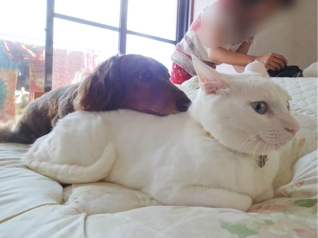のインスタグラム：「本当に仲良かった2匹。 ホッピー🐶とワッチ😺 . 過去のインスタにも 若い時の2匹の戦いなどアップしてます。 . . GWに【また来ると♪】ってね、 約束してたから・・・ この夏休み最初に会いに連れてった。 . . 小さなホッピーじゃなく 本当に会わせてあげたかった。 . ワッチと一緒にいるホッピーを思い出しては ぶっ壊れMAXなかーちゃんです。 . . ●本日ブログ更新しました 【お留守番犬・ホッピーの日々】 . . . #虹の橋 #虹組 #18歳8ヶ月と6日🌈 . ・････━━━━━━━━━━━････・ #ダックスフンド #ダックス #ミニチュアダックス #チョコダップル #dachshund #dachs #dog #dogstagram  #instadog #高齢犬 #一人と一匹 #お留守番犬 #留守番犬 #dogwheelchair #失明犬 #お留守番犬ホッピーの日々 #老犬 #シニア犬 #老犬ダックス #老犬との暮らし #ハイシニア犬 #虹組🌈 #虹組2023 #2004年組 ・････━━━━━━━━━━━････」