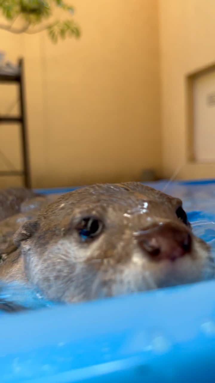 カワウソきなこのインスタグラム：「びっくり😳  公式LINEアカウント https://lin.ee/aA38cSI  YouTube https://www.youtube.com/channel/UC0qP3e6Ys9EycNiHQ4yU3GQ  #多頭飼い #カワウソ #かわうそ #コツメカワウソ #カワウソきなこ #かわいい #癒し #エキゾチックアニマル #ペット #otter #pet #cute #exoticanimal #수달 #выдра #youtube #instagram」