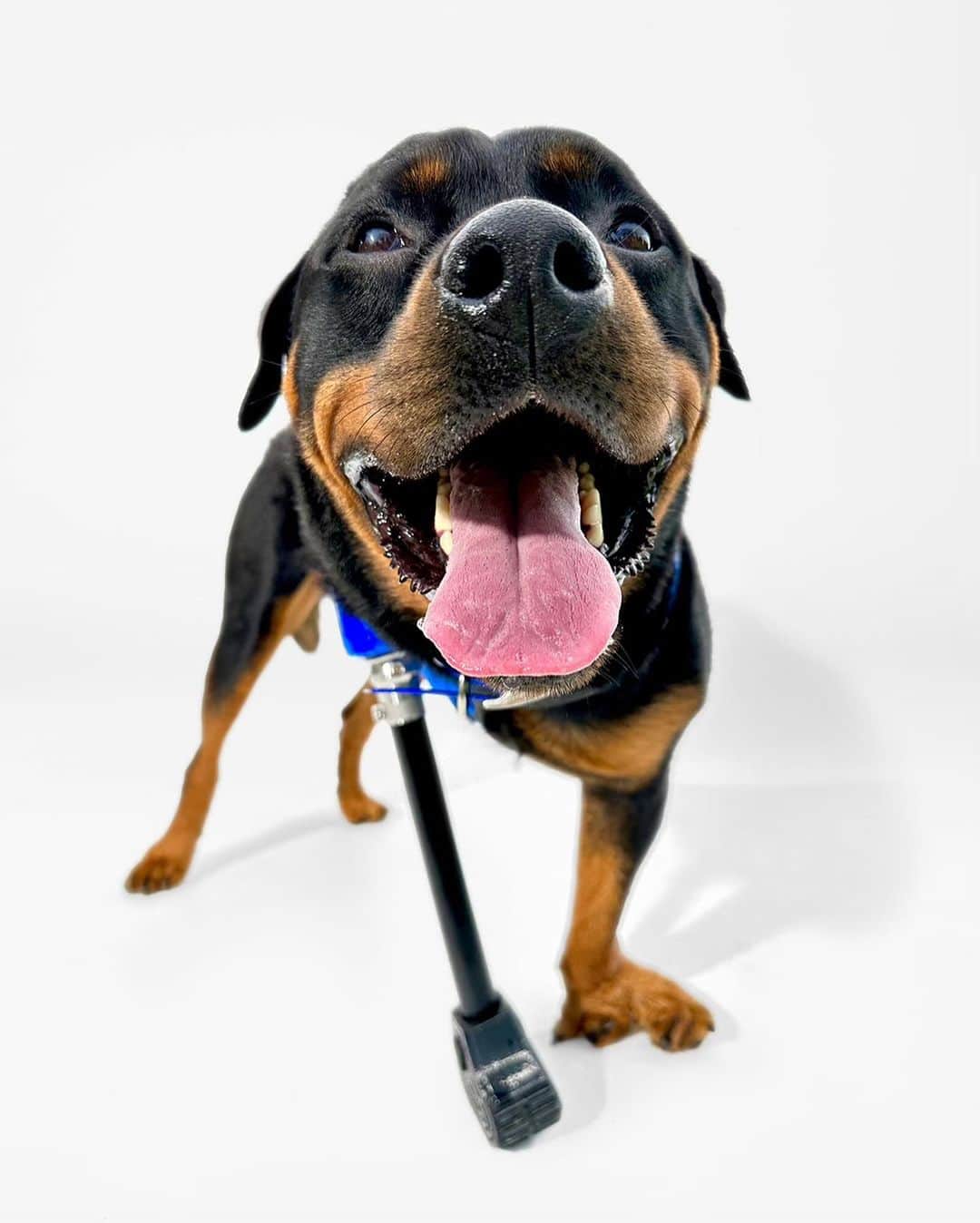 appleのインスタグラム：「Commissioned by Apple. Meet Trip, Samson, Pink, Eve, Poky, Cleo & Summer.  Their prostheses are made with the iPhone 14 Pro, using the LiDAR Scanner and TrueDepth camera.  Their stories led them to @3D.Pets. Each brave pup has a custom build that helps them rumble, bound, and splash around.  “I wanted to capture their joy, energy, and resilience—allowing them to play and be their true selves.” #ShotoniPhone by Leeor W. @leeorwild.  Additional Hardware and Software Used. Apps from App Store.」
