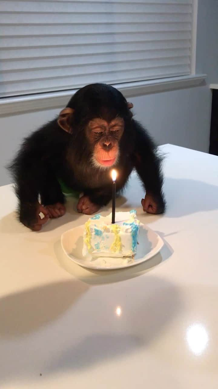 Zoological Wildlife Foundationのインスタグラム：「It’s the official 24 hour countdown to my 7th birthday and thought it’d be cool to do a #waybackwednesday from my very first birthday (yep that’s me at age 1).   So many memories with my @zwfmiami family, papa @mariowildlife and mom @mariazwfmiami, my friends here and across the globe and so many more to come.   Want to set a challenge today as for my birthday I would love every one of my followers to donate just the minimum of $5 on the Housing Project @gofundme in #linkinbio - if each of you did that the project will be done in record time - and as you’ve seen from the updates we are moving at record pace. So who can show some birthday love with a small $5 donation today and tomorrow? Let me know in the comments.」