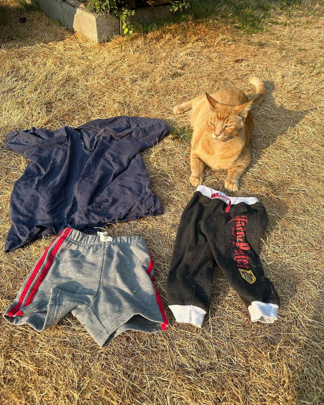 Snorri Sturlusonさんのインスタグラム写真 - (Snorri SturlusonInstagram)「STOLEN: Harry Potter baby pants, striped baby shorts, and a blue women’s blouse. Nights of 8/18-8/22. We were out of town and he brought these for our delightful house sitter! Guess he liked her. Ruth helping with the photo shoot. #snorrithecat #catburglar #kittyklepto #pnw #hillsborooregon #shitepark #catsofinstagram」8月24日 12時25分 - snorrithecat