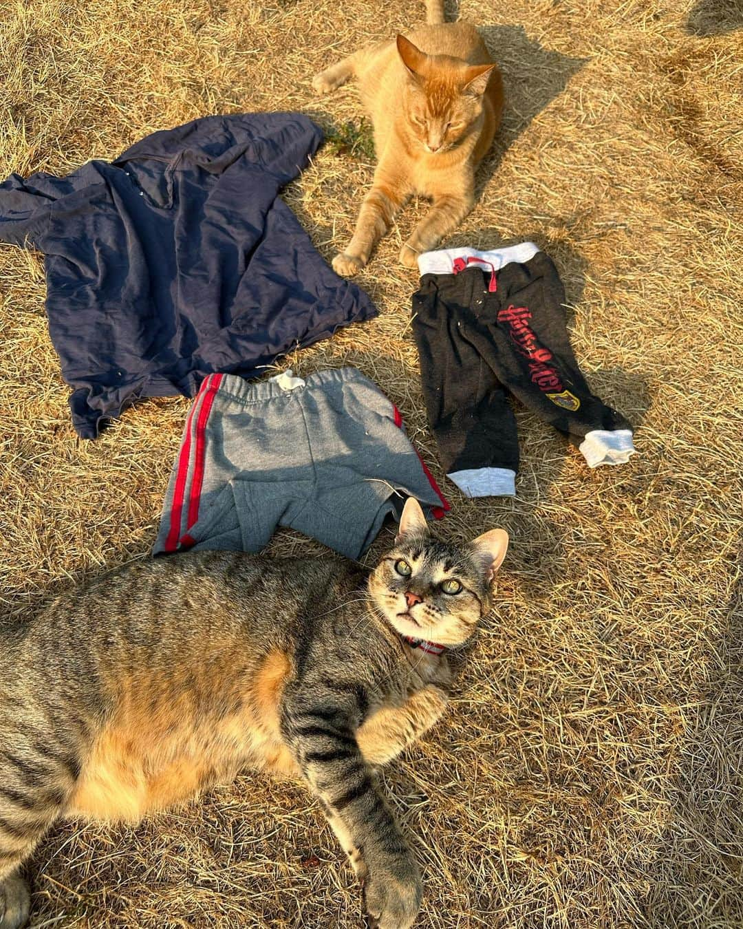 Snorri Sturlusonさんのインスタグラム写真 - (Snorri SturlusonInstagram)「STOLEN: Harry Potter baby pants, striped baby shorts, and a blue women’s blouse. Nights of 8/18-8/22. We were out of town and he brought these for our delightful house sitter! Guess he liked her. Ruth helping with the photo shoot. #snorrithecat #catburglar #kittyklepto #pnw #hillsborooregon #shitepark #catsofinstagram」8月24日 12時25分 - snorrithecat