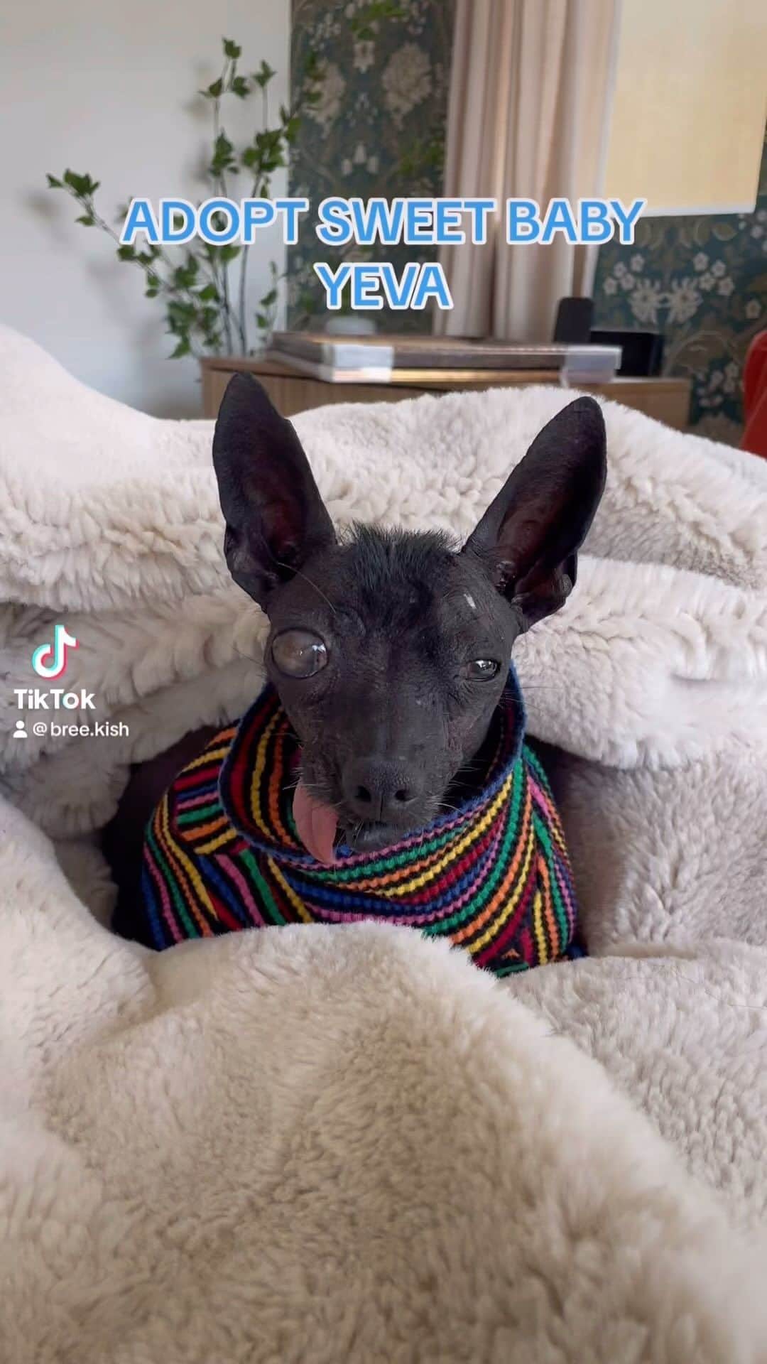 ブリー・キッシュのインスタグラム：「UPDATE: sweet baby yeva has been adopted 🩷  i truly was not built for fostering.. if it were up to me, i’d adopt them all 😭 little miss yeva is available for adoption through @thelabellefoundation — please give this special girl a chance 💕 make sure you specify on your application that it’s for YEVA 🫶🏼 BOOST THIS PLEASE, LETS FIND HER A FOREVER HOME! 🏠」