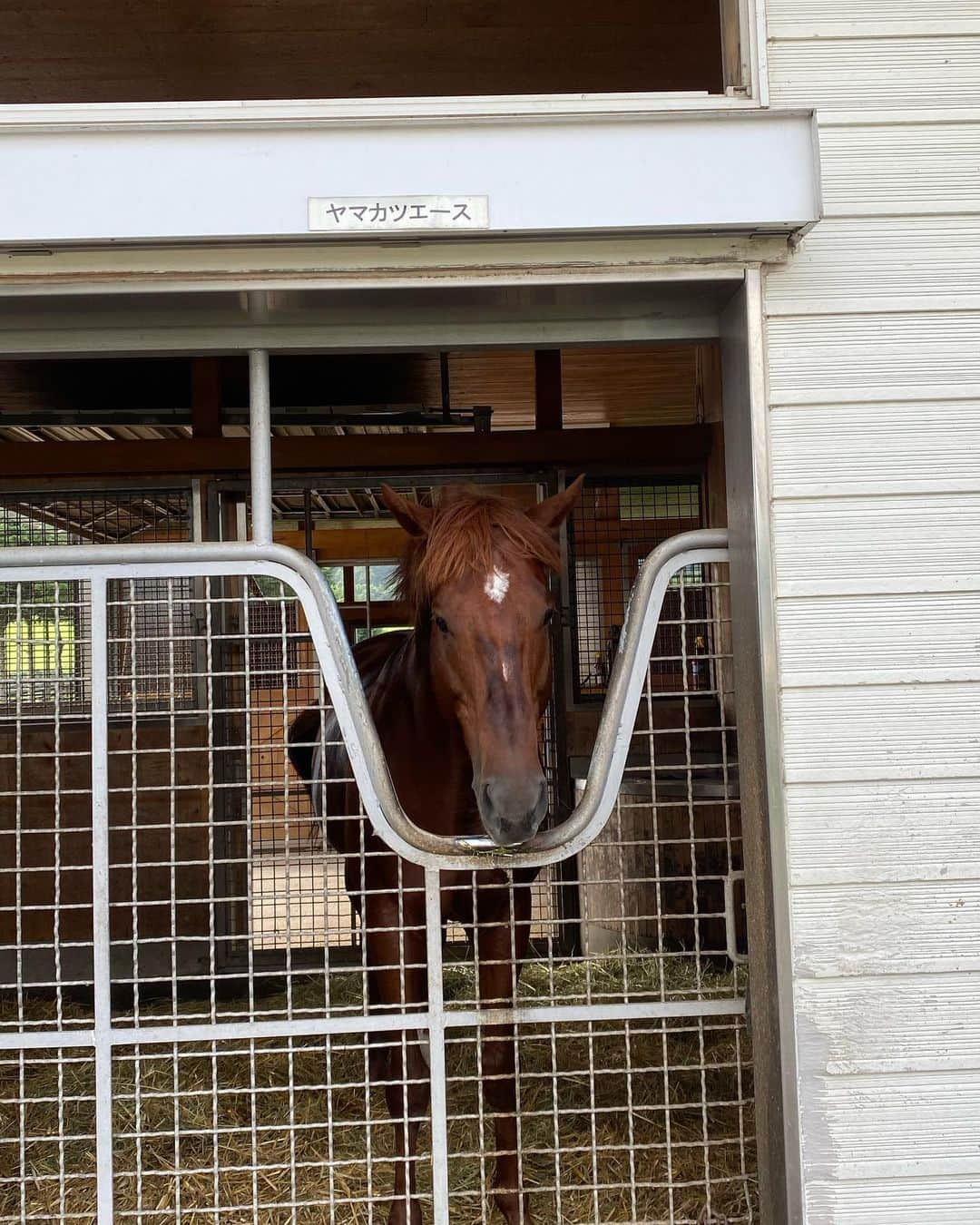 池添謙一さんのインスタグラム写真 - (池添謙一Instagram)「ヤマカツエースが引退してから初めて会ってきました(^^) 元気でなにより🐴  詳しくは謙聞録にて  #アロースタッド #ヤマカツエース」8月24日 11時16分 - kenchan.0723