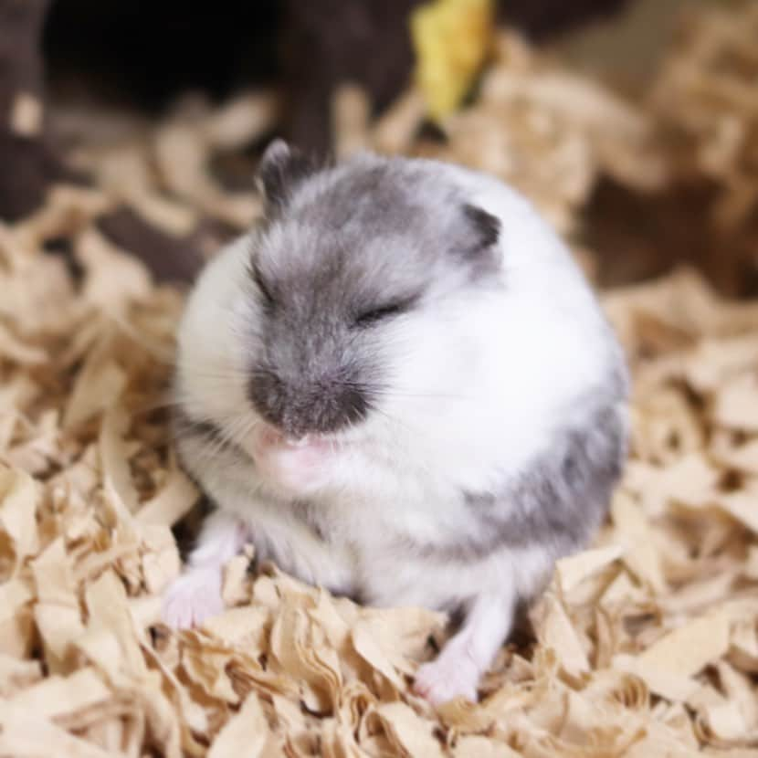 hamster_mocoさんのインスタグラム写真 - (hamster_mocoInstagram)「ちんまりお座り🤭❤️  ふくくんの足を前に投げ出してお座りする姿が可愛かったなぁ🥰🐹🌈  #お空の子 #ハムスターふく 2023.8.24 ✼••┈┈••✼••┈┈••✼••┈┈••✼••┈┈••✼ #ハムスター#ジャンガリアンハムスター#ジャンガリアン#パイドハムスター#パイドジャンガリアン#ジャンガリアンパイド#ふわもこ部 #モフモフ#ペット#ハムスタグラム #hamster#djungarian#hamstagram#hammy#happy_pets#PET_OF_OUR_WORLD#igersjp#ig_japan#instapet#weeklyfluff#kawaii#cute#仓鼠#정글리안#햄스터#9gag」8月24日 11時30分 - asahi.fl