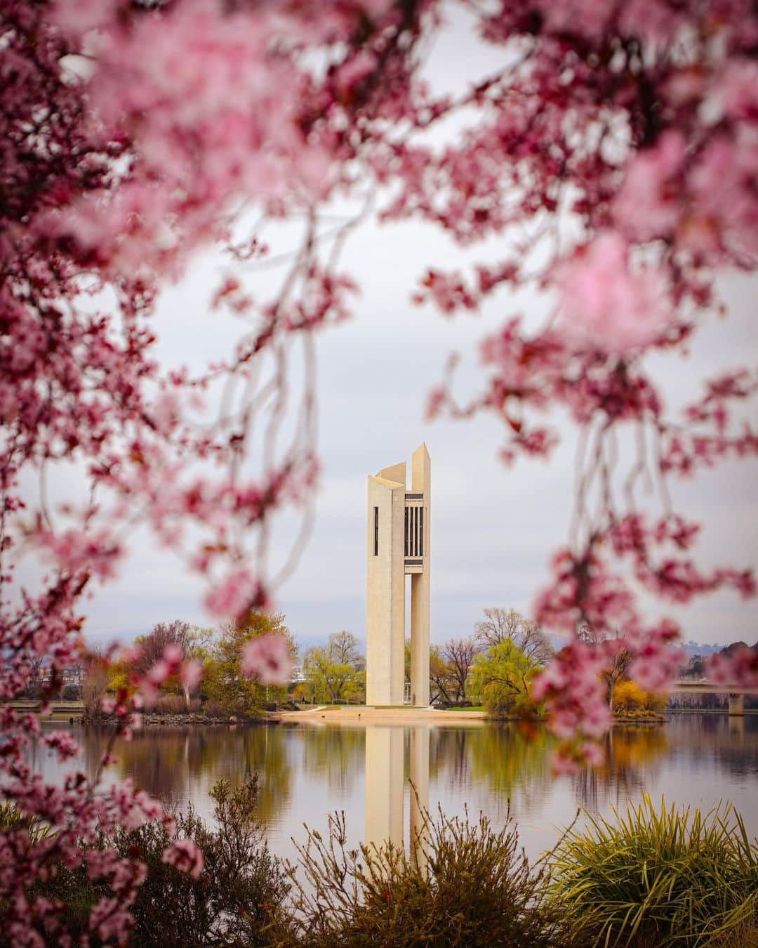 Australiaのインスタグラム：「Get ready - it's almost time to shed our #winter coats and bloom into full-on #spring mode! 🌸🌼 Cheers to @snapsbysal for capturing the first few blooms of the season in our capital @visitcanberra. Pictured here is one of #Canberra's magnificent landmarks, the #NationalCarillon. This 50 metre high musical tower is one of the world's largest musical instruments and can be heard #LakeBurleyGriffin and through Kings and Commonwealth Parks! Currently closed for renovations, pop into the #NationalCapitalExhibition to learn more about this iconic structure or take a stroll around it to admire its beauty. #SeeAustralia #ComeAndSayGday #VisitCanberra」